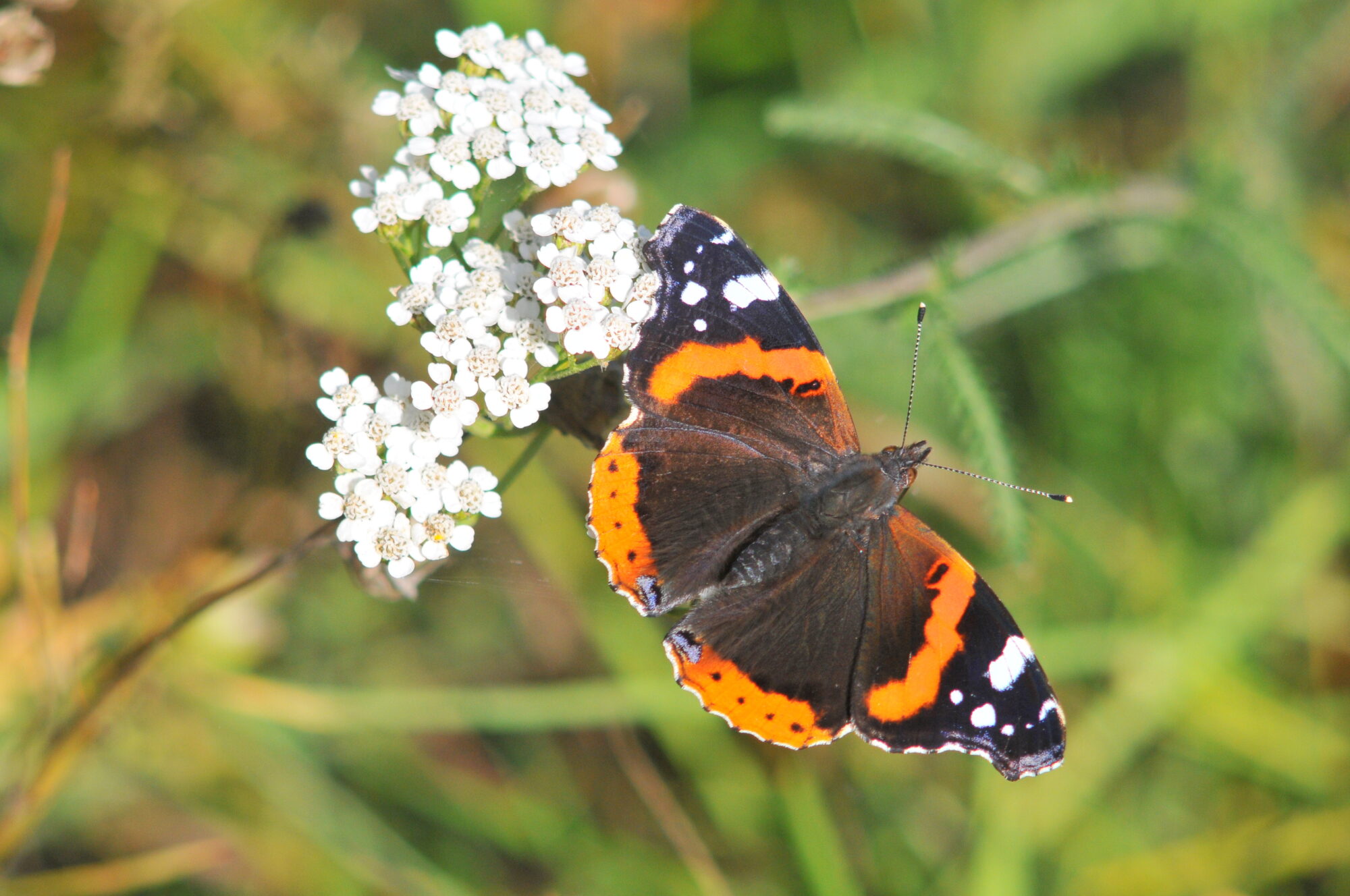 Valokuvaaja: Kaarlo Asikainen