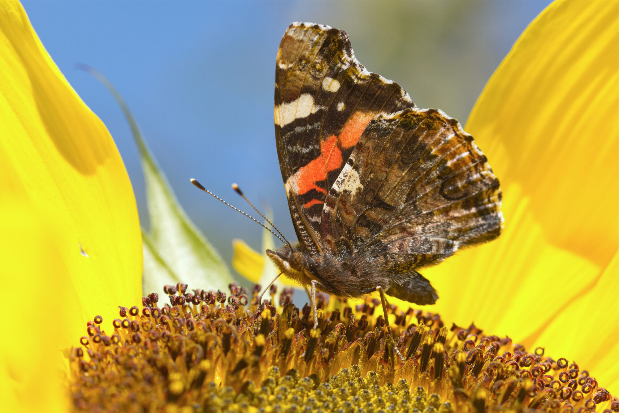 Valokuvaaja: Päivi Kiiskinen-Mustonen
