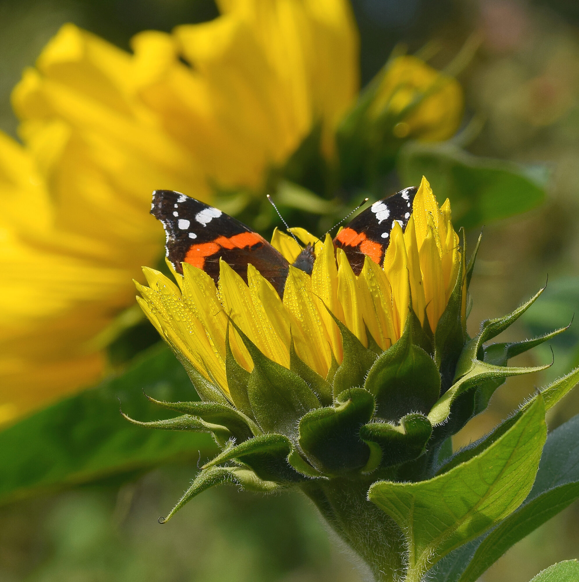 Valokuvaaja: Päivi Kiiskinen-Mustonen