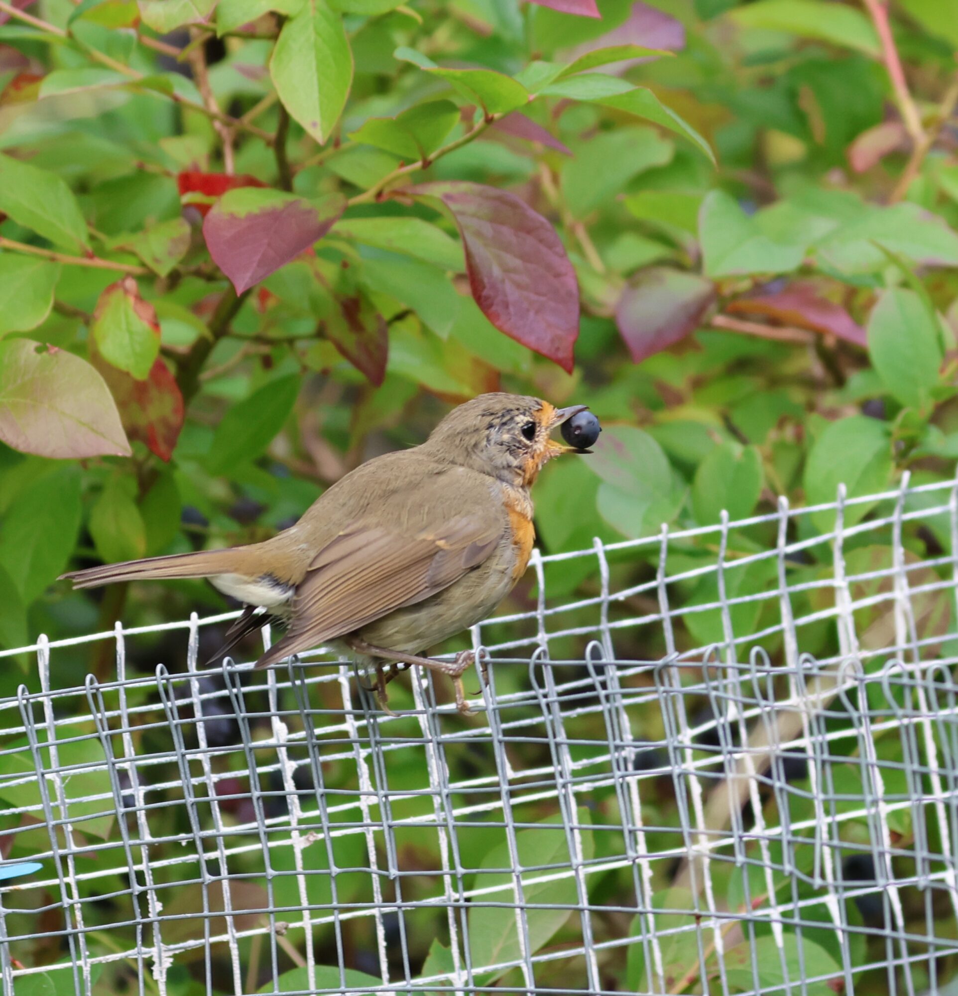 Valokuvaaja: Hanna Rönty