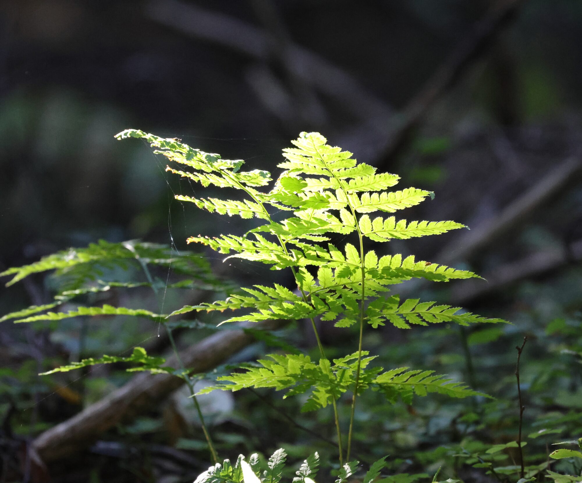 Valokuvaaja: Hanna Rönty