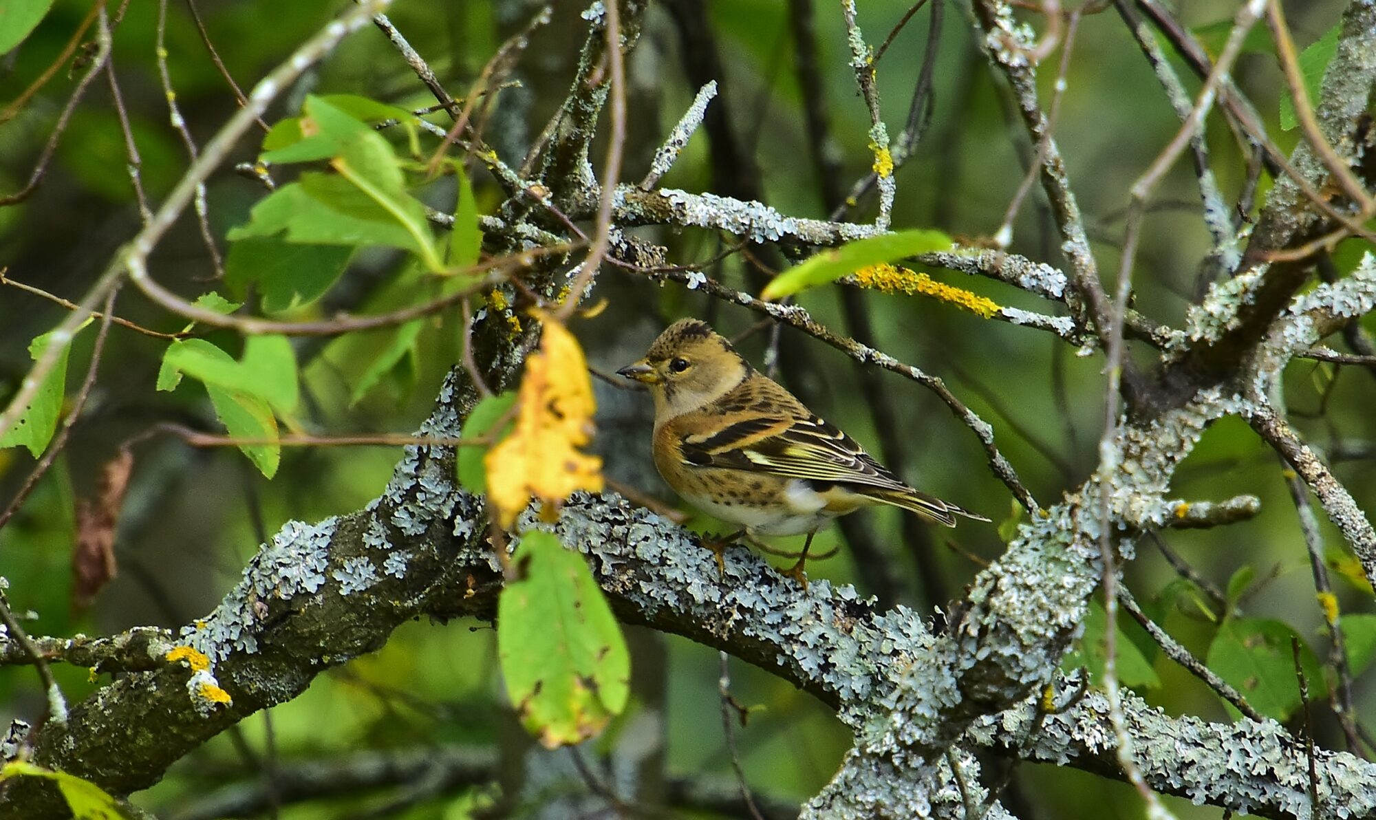 Valokuvaaja: Markku Pelkonen