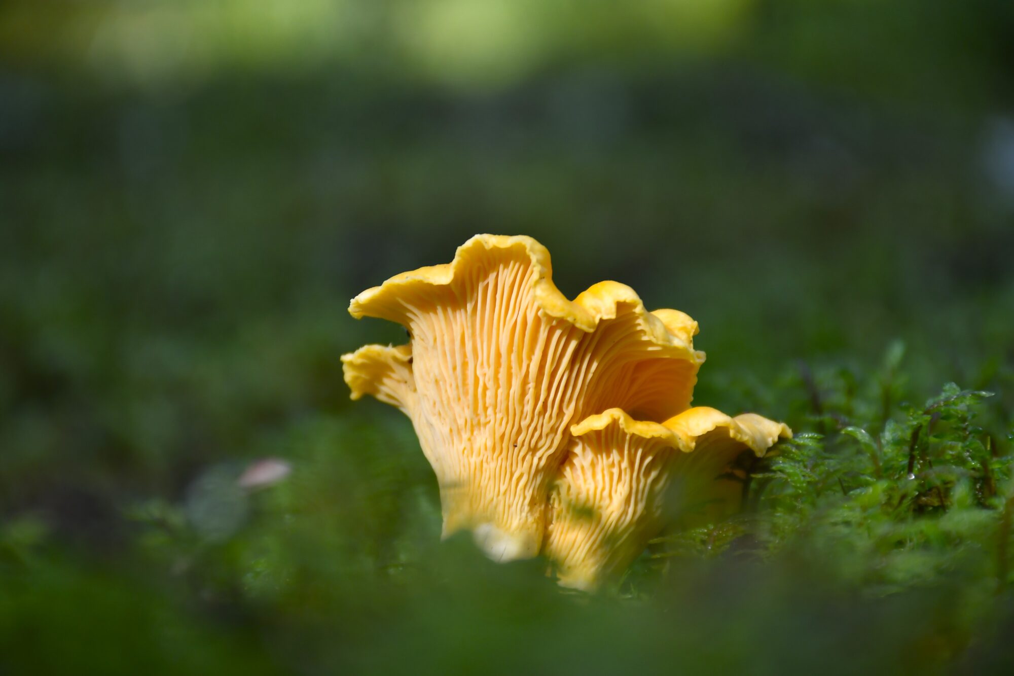 Valokuvaaja: Maarit Siitonen