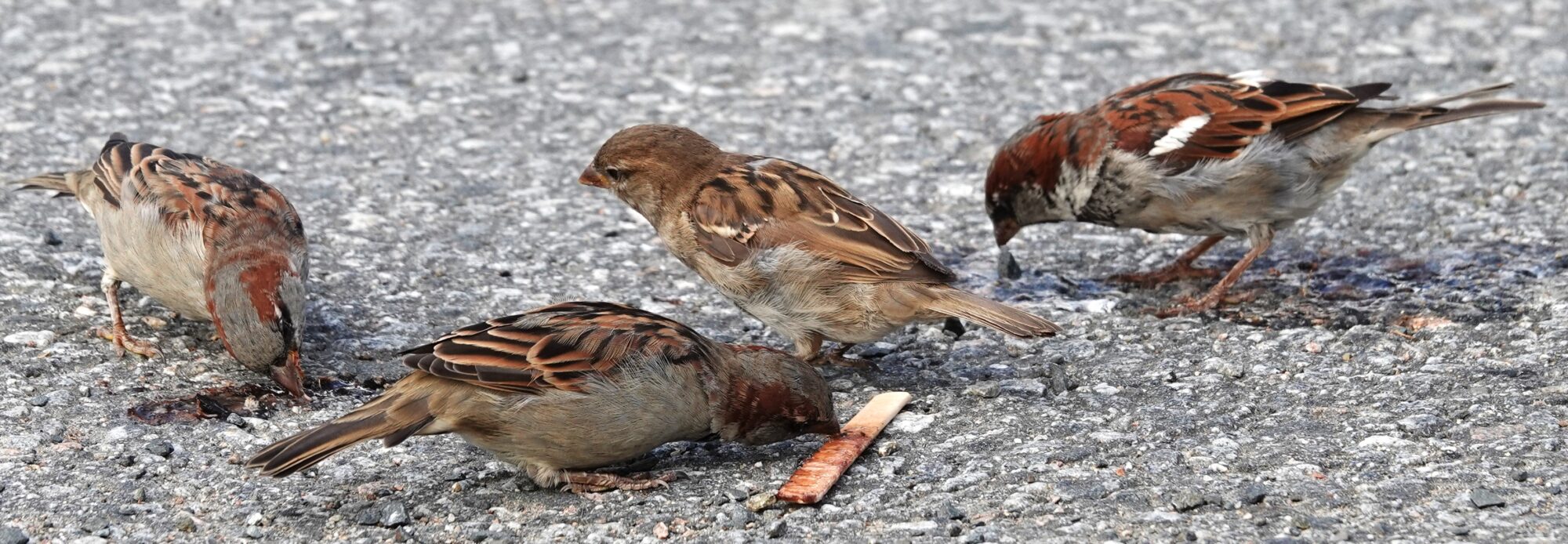 Valokuvaaja: Kaarina Heiskanen