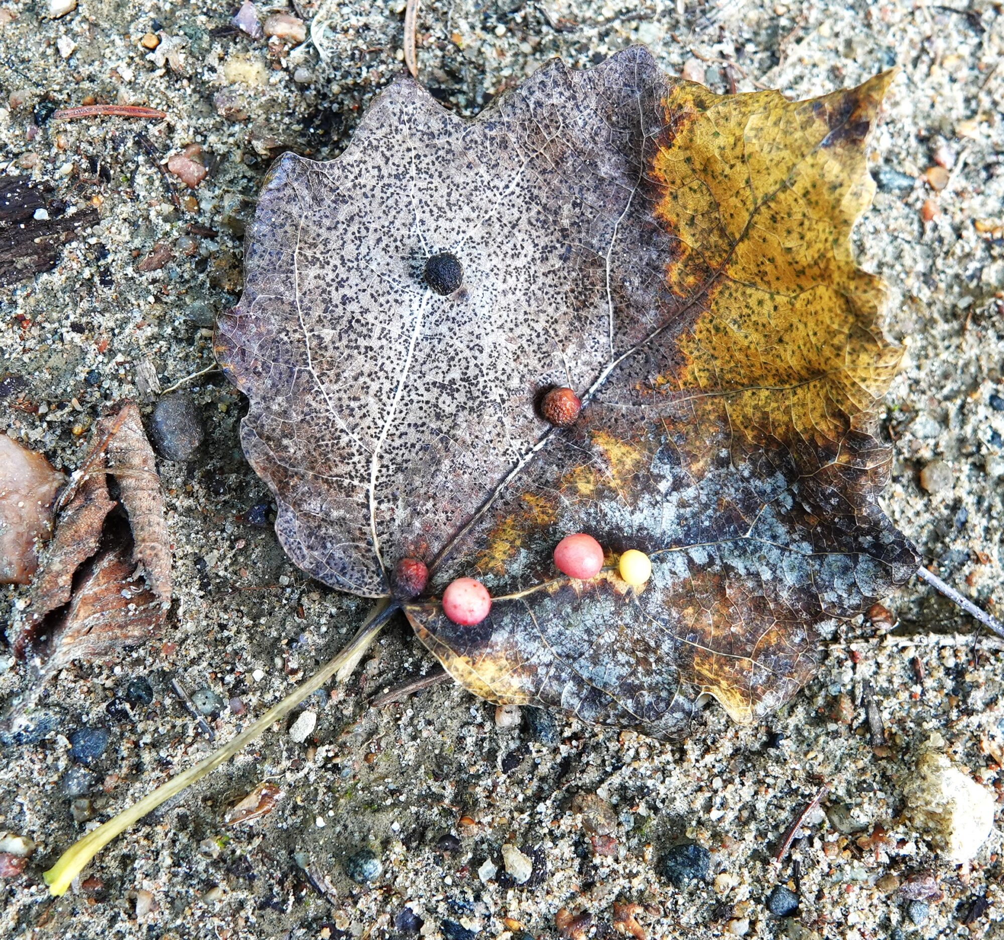 Valokuvaaja: Kaarina Heiskanen