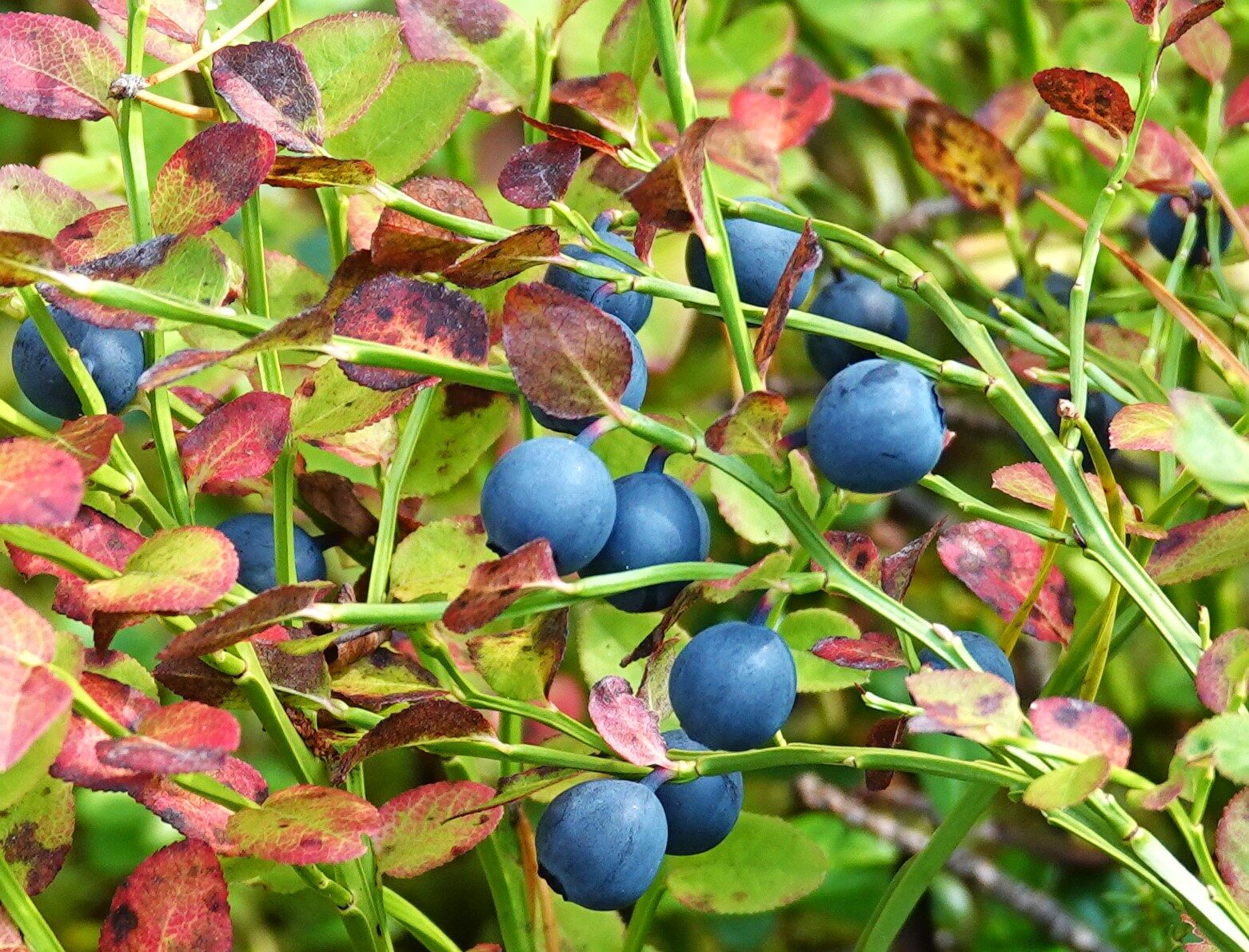 Valokuvaaja: Kaarina Heiskanen