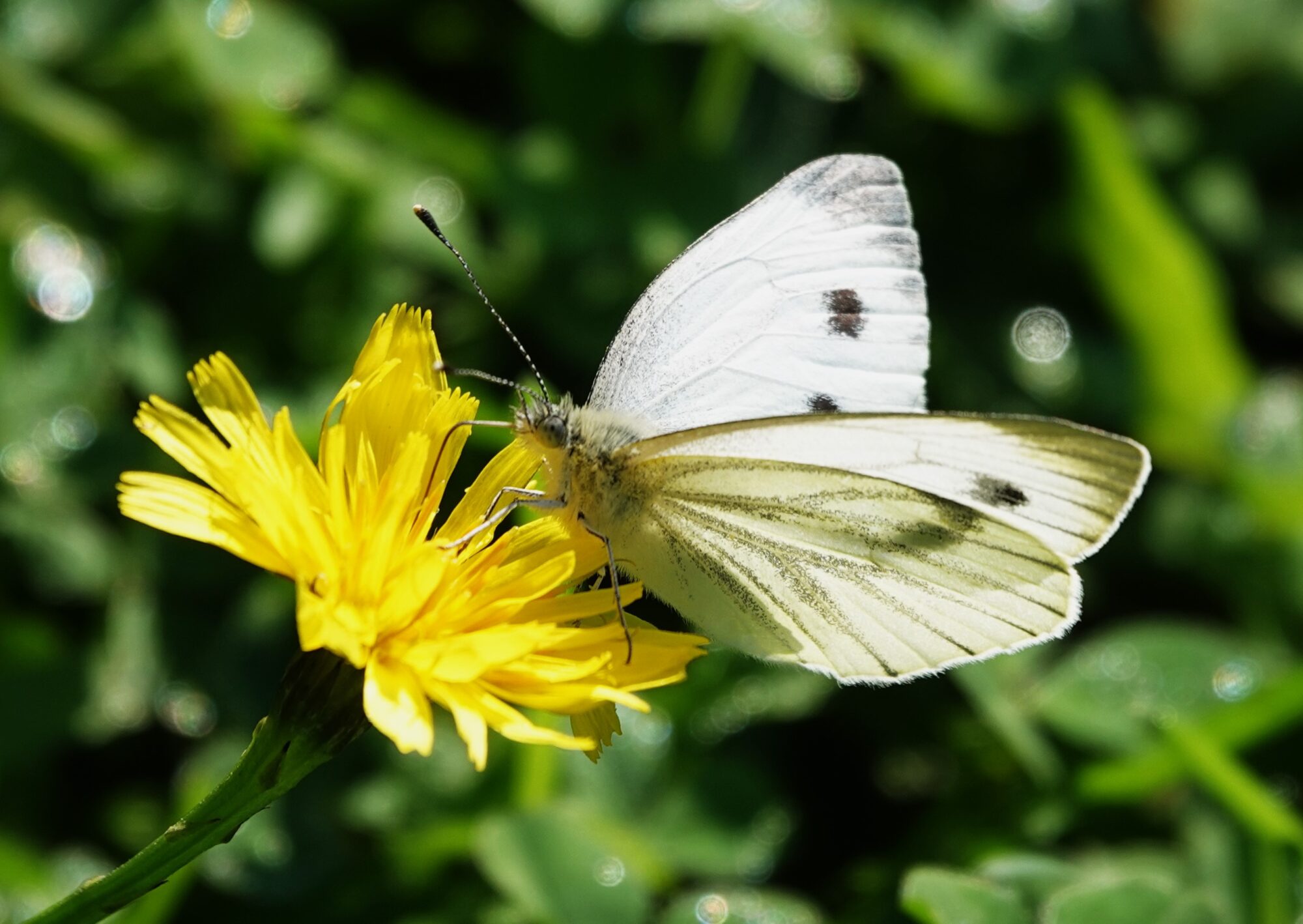 Valokuvaaja: Kaarina Heiskanen