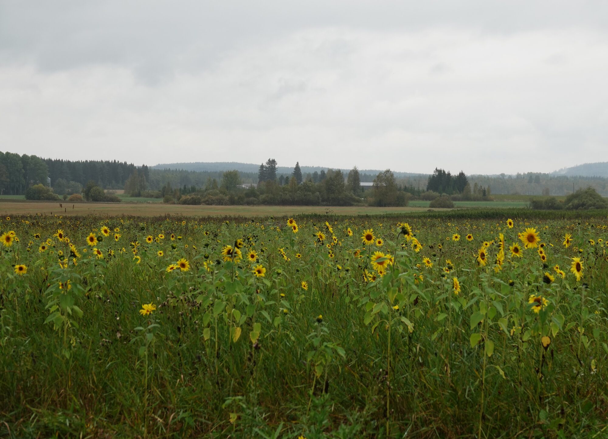 Valokuvaaja: Kaarina Heiskanen