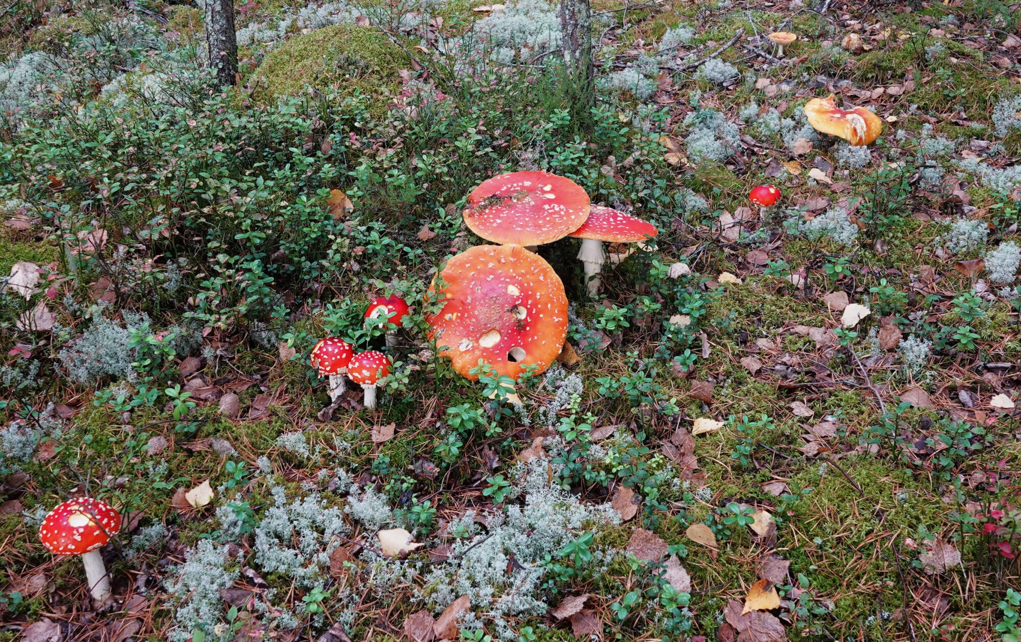 Valokuvaaja: Kaarina Heiskanen