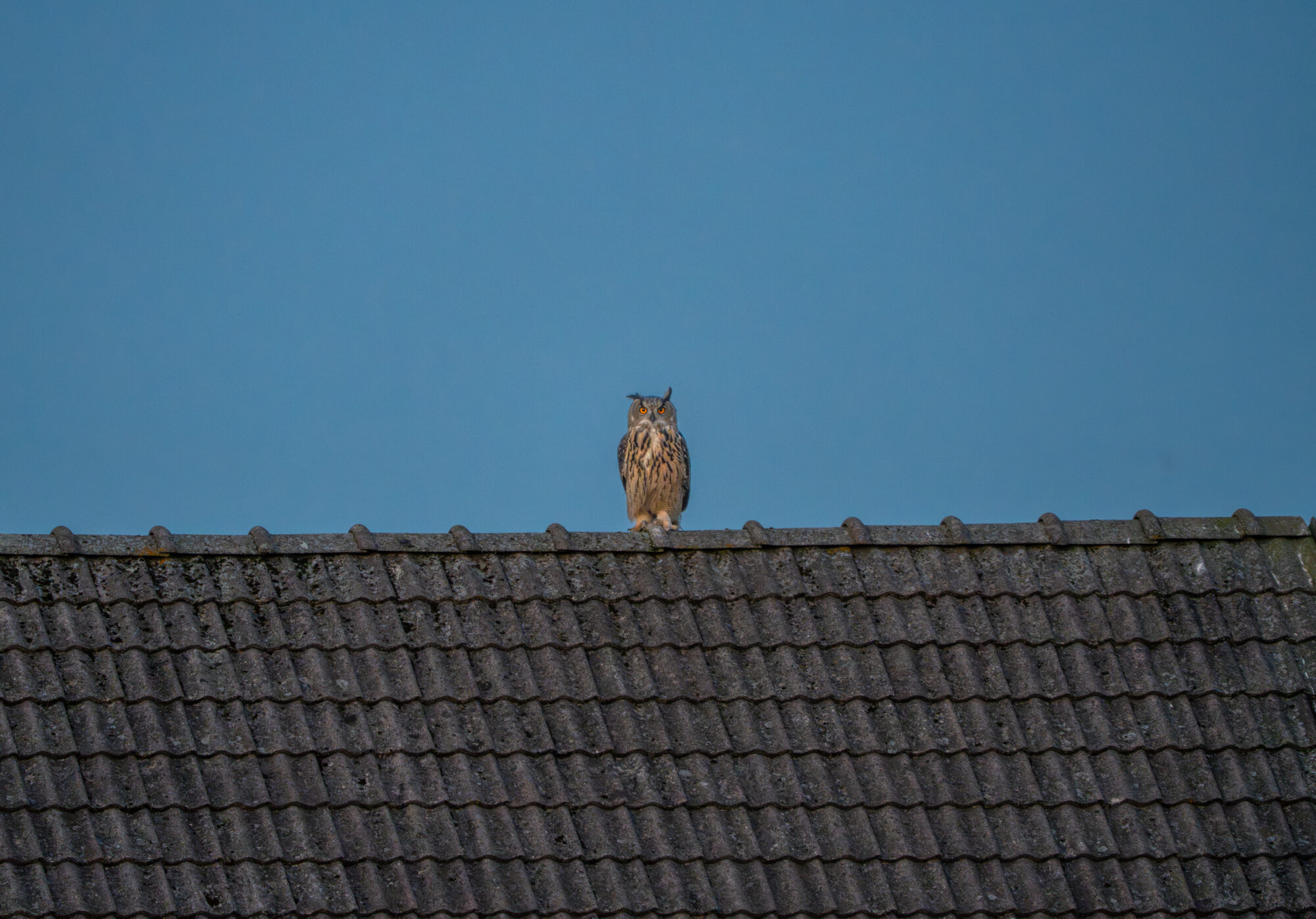 Valokuvaaja: Vili Lindegren