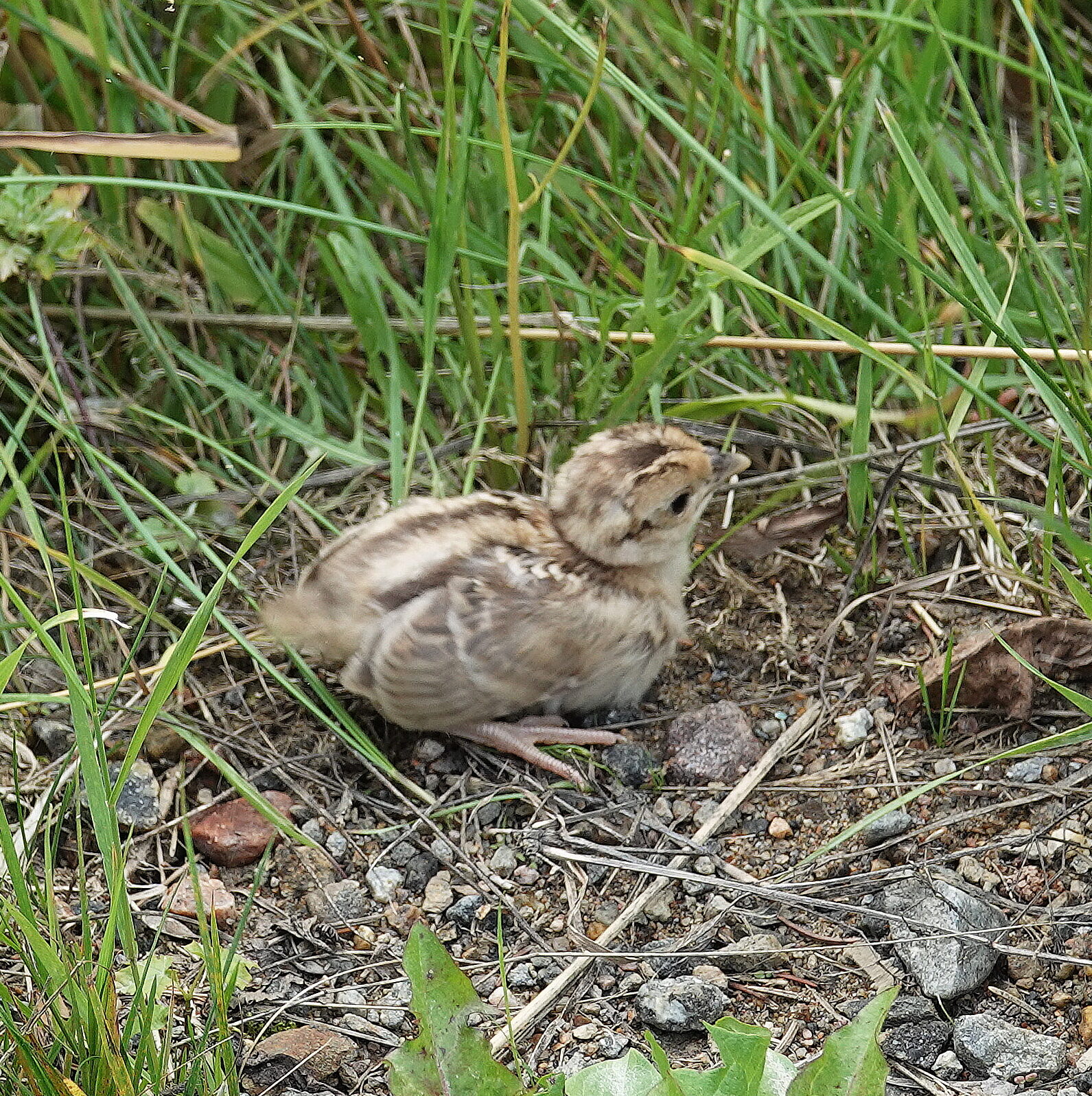 Valokuvaaja: Raija Oksanen