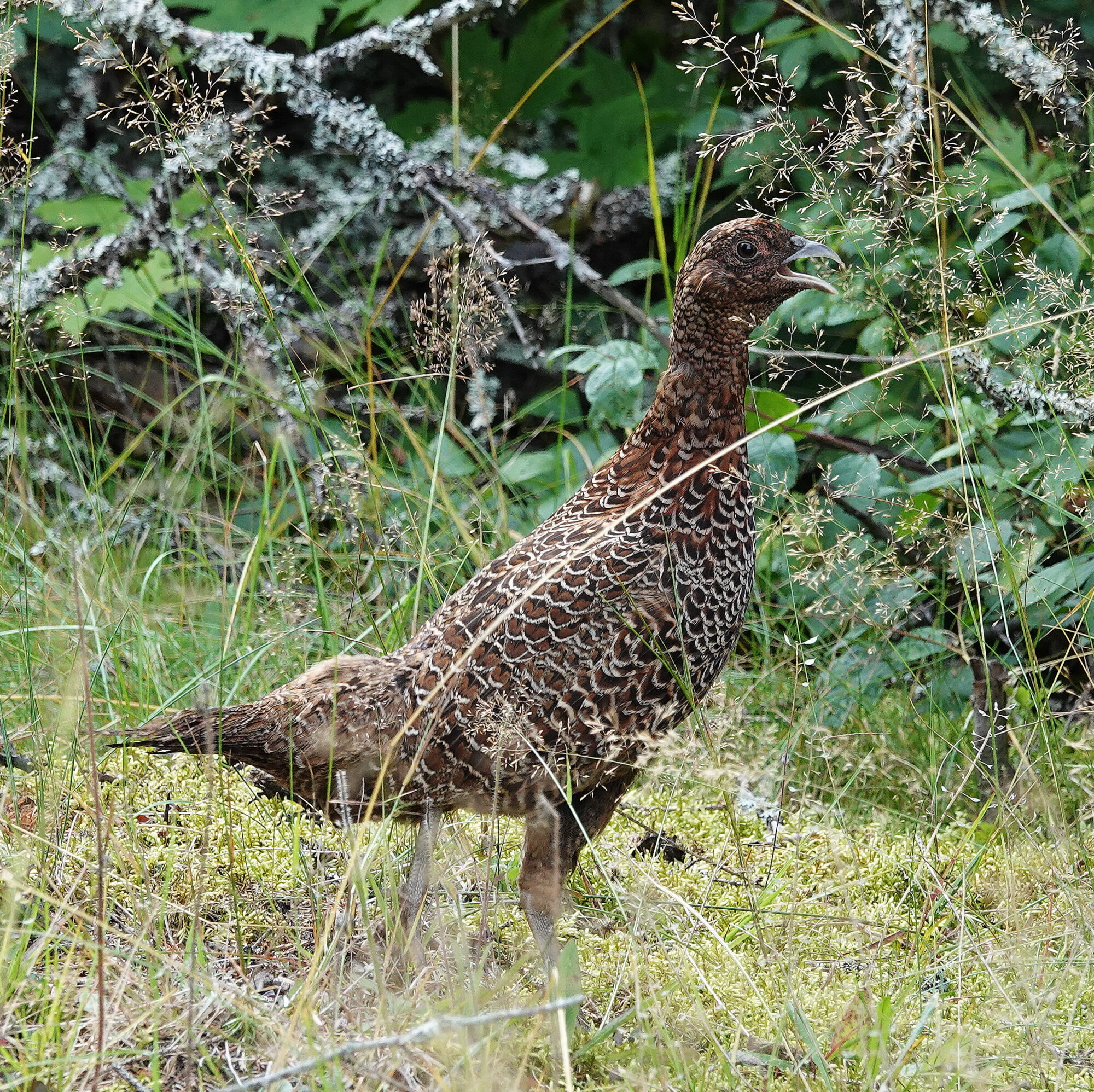 Valokuvaaja: Raija Oksanen