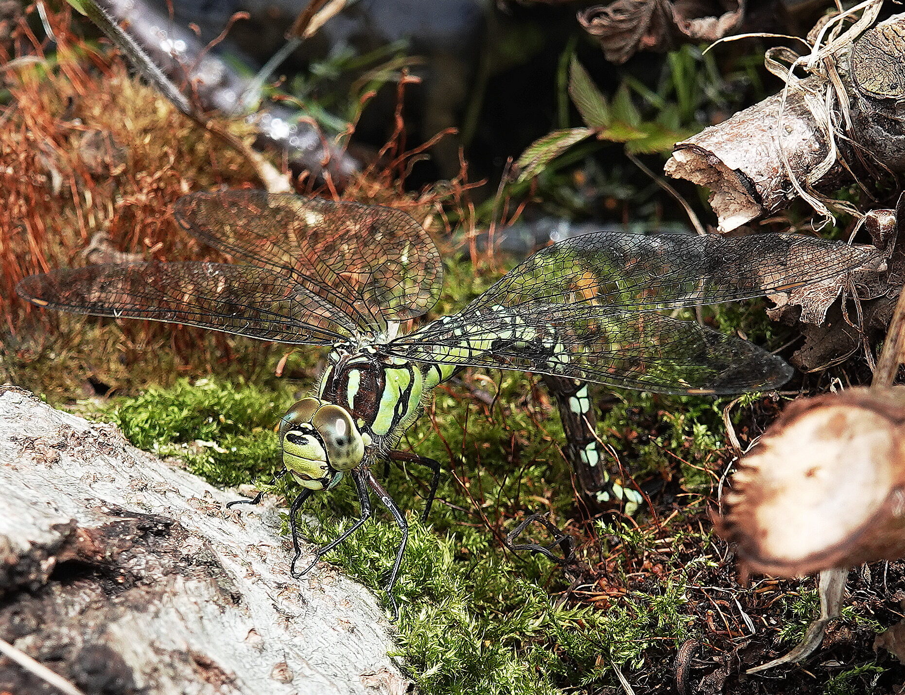 Valokuvaaja: Raija Oksanen Valokuvaaja: Raija Oksanen