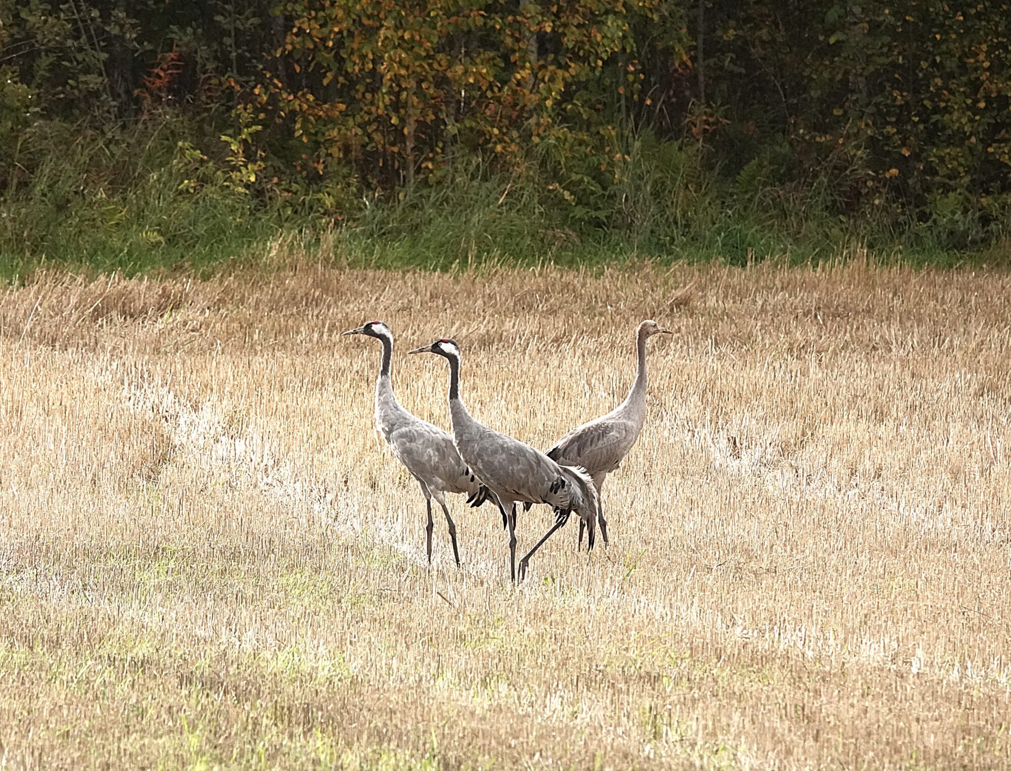 Valokuvaaja: s Satu Välimaa
