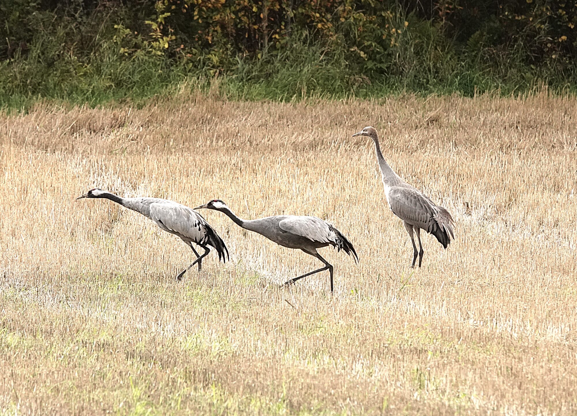 Valokuvaaja: s Satu Välimaa