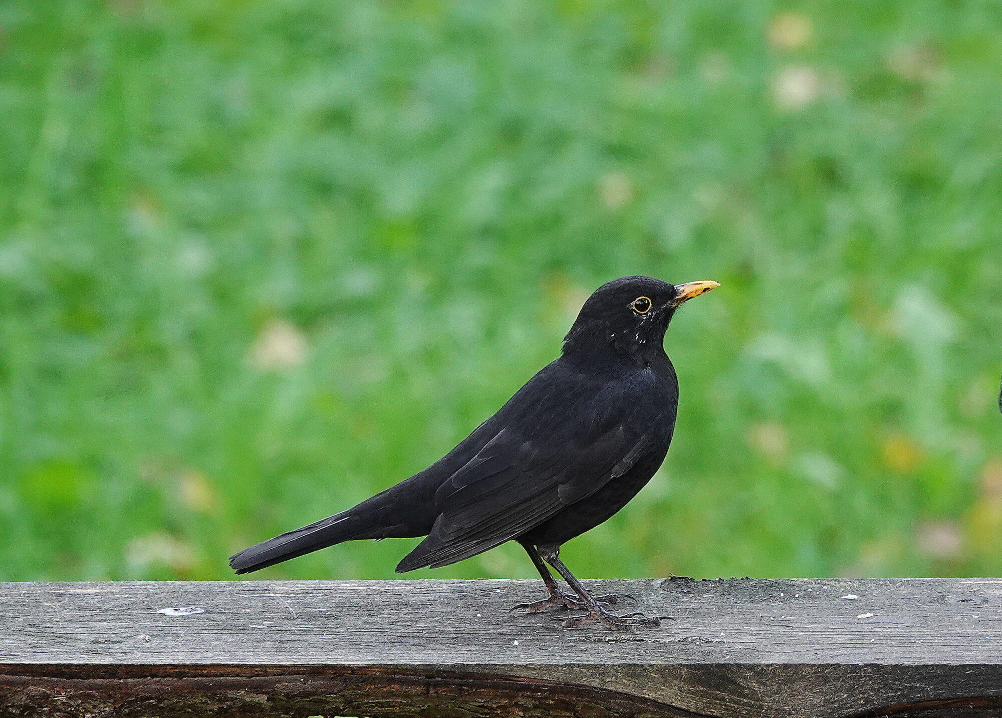 Valokuvaaja: Raija Oksanen