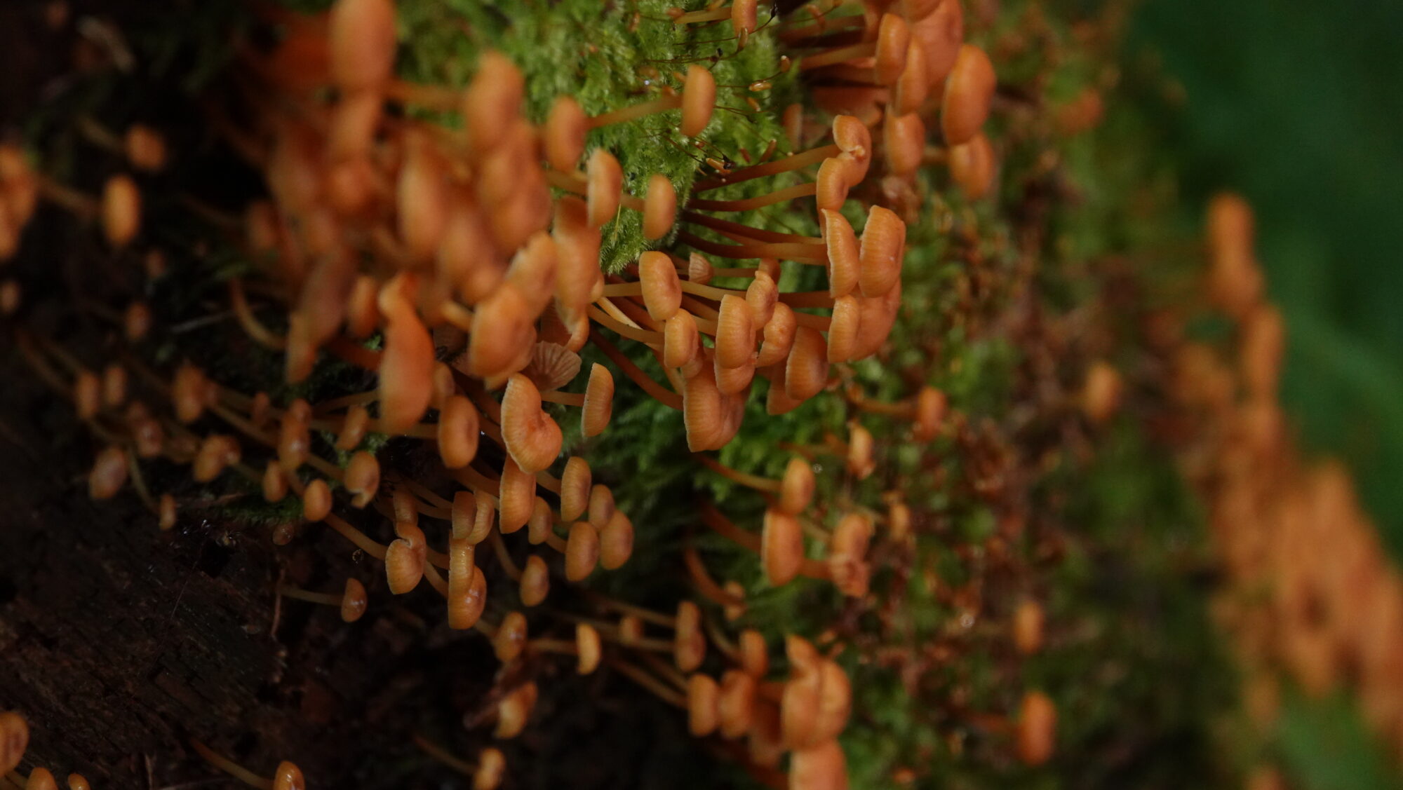 Valokuvaaja: Jenna Pitkänen Valokuvaaja: Jenna Pitkänen