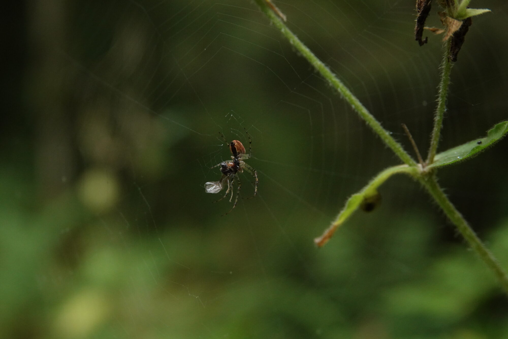 Valokuvaaja: Jenna Pitkänen Valokuvaaja: Jenna Pitkänen