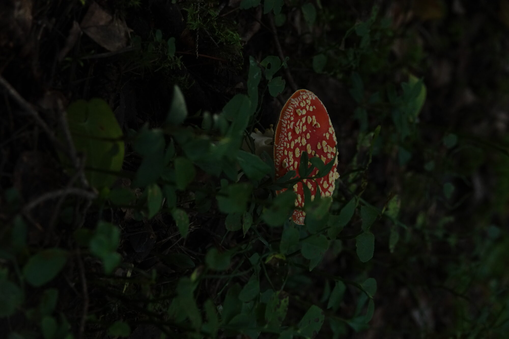 Valokuvaaja: Jenna Pitkänen