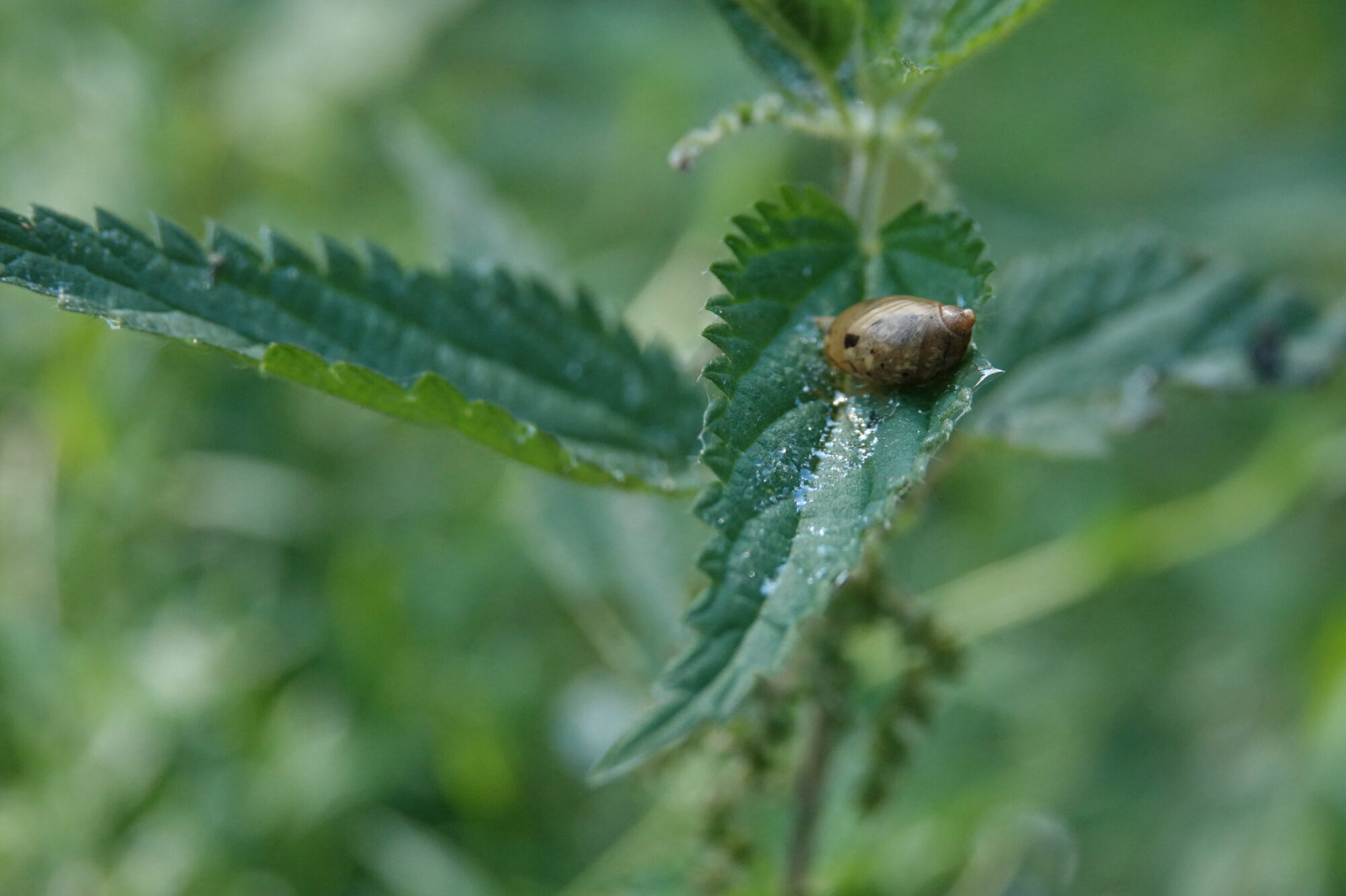 Valokuvaaja: Jenna Pitkänen