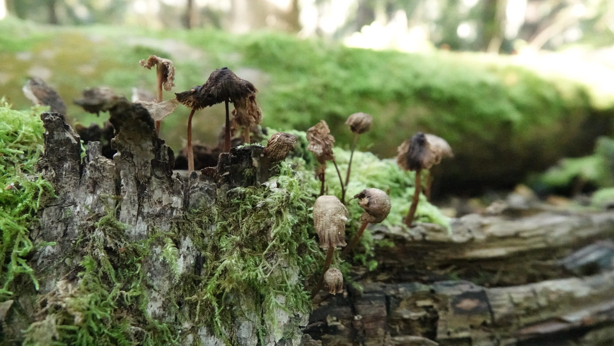 Valokuvaaja: Jenna Pitkänen