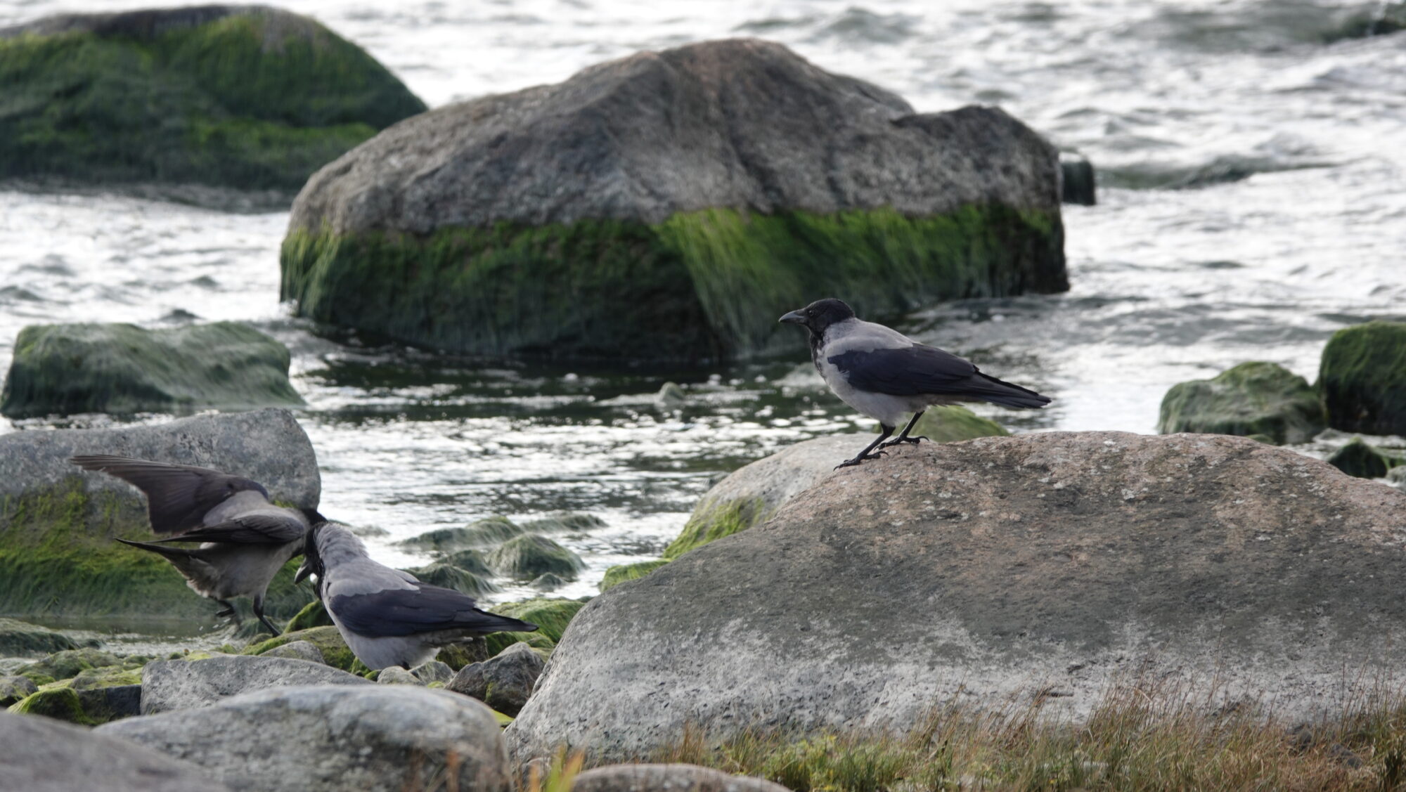 Valokuvaaja: Jenna Pitkänen