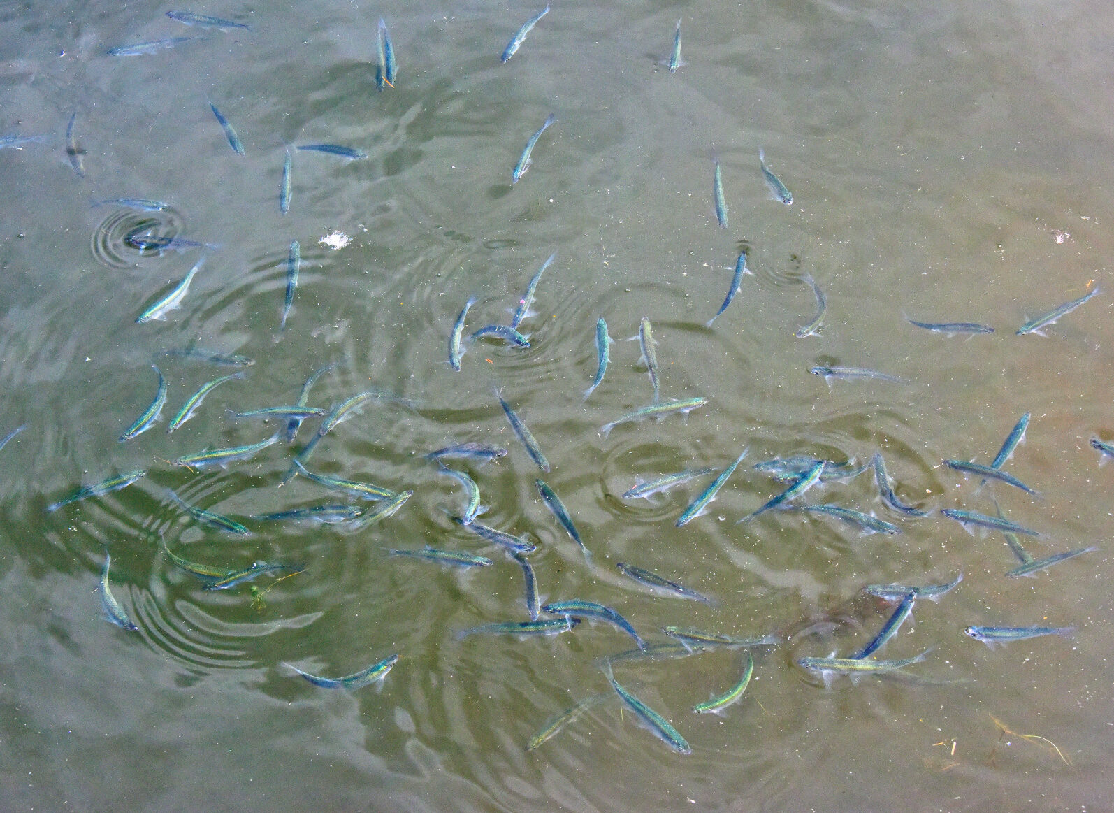 Valokuvaaja: Reijo Juurinen