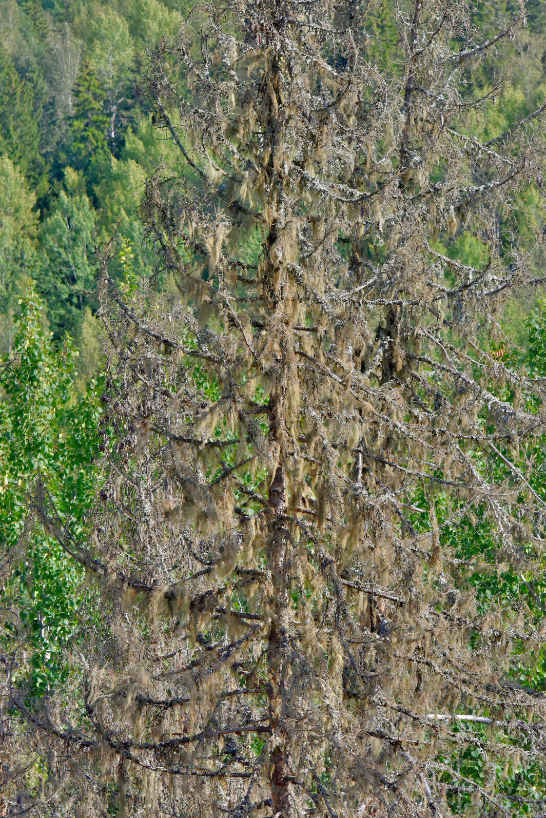 Valokuvaaja: Reijo Juurinen