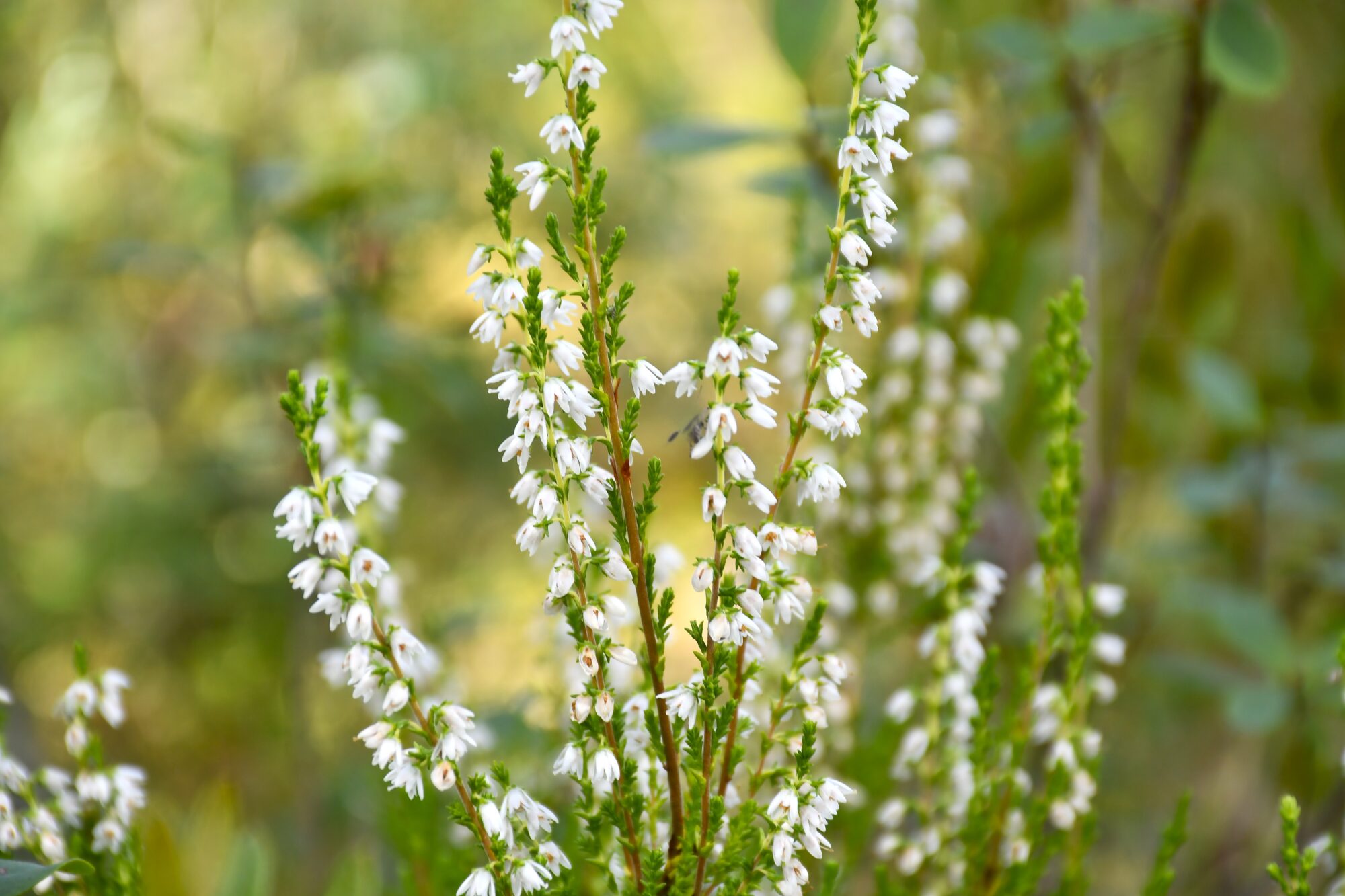Valokuvaaja: Maarit Siitonen