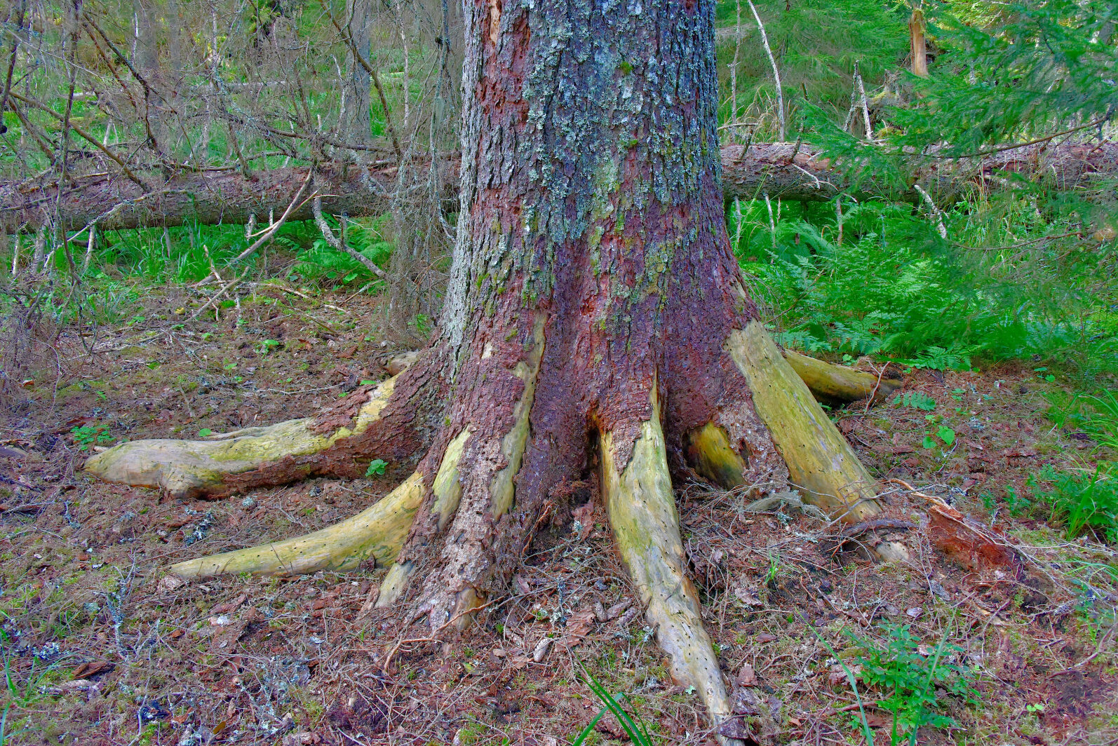 Valokuvaaja: Reijo Juurinen