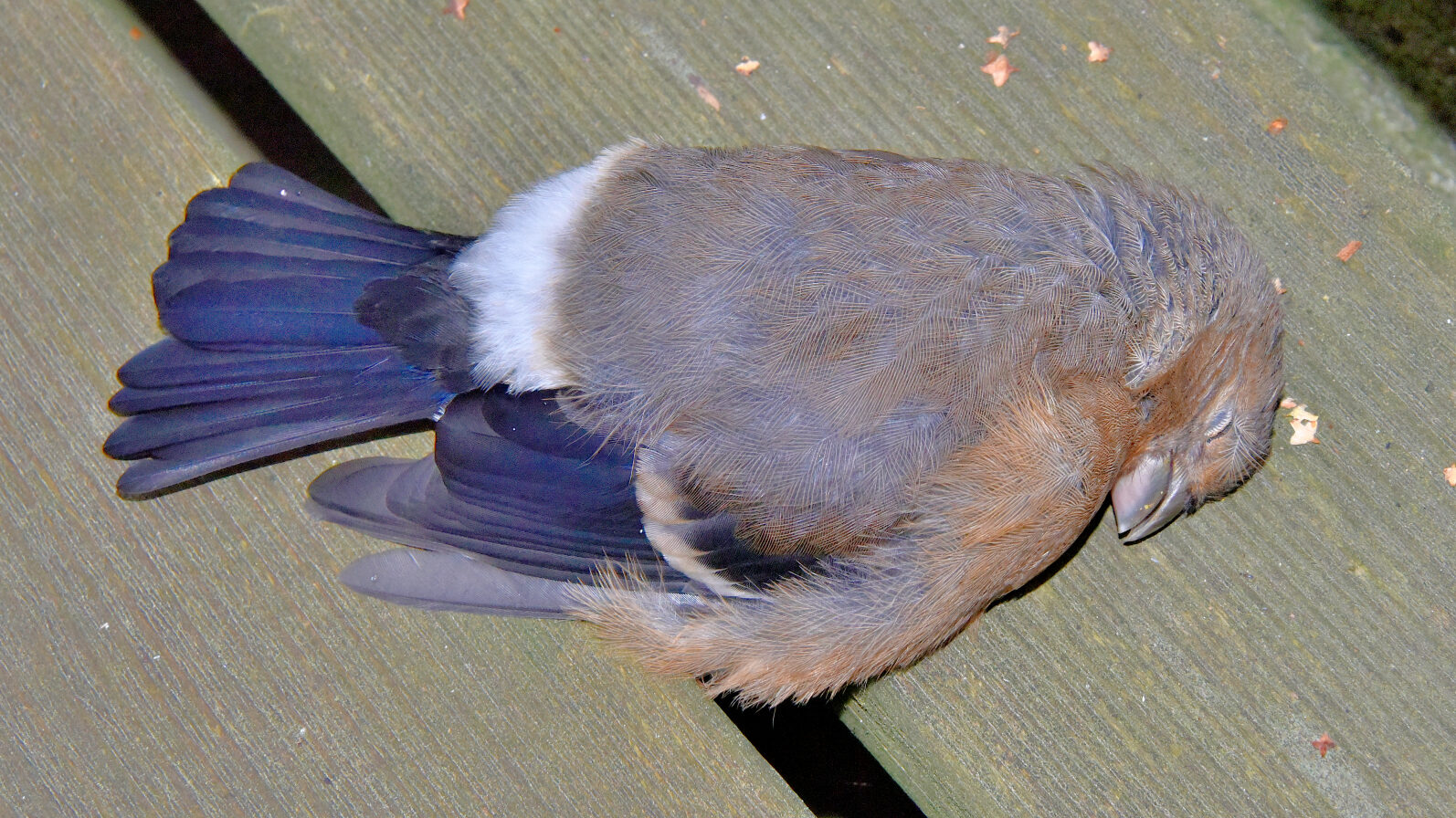 Valokuvaaja: Reijo Juurinen