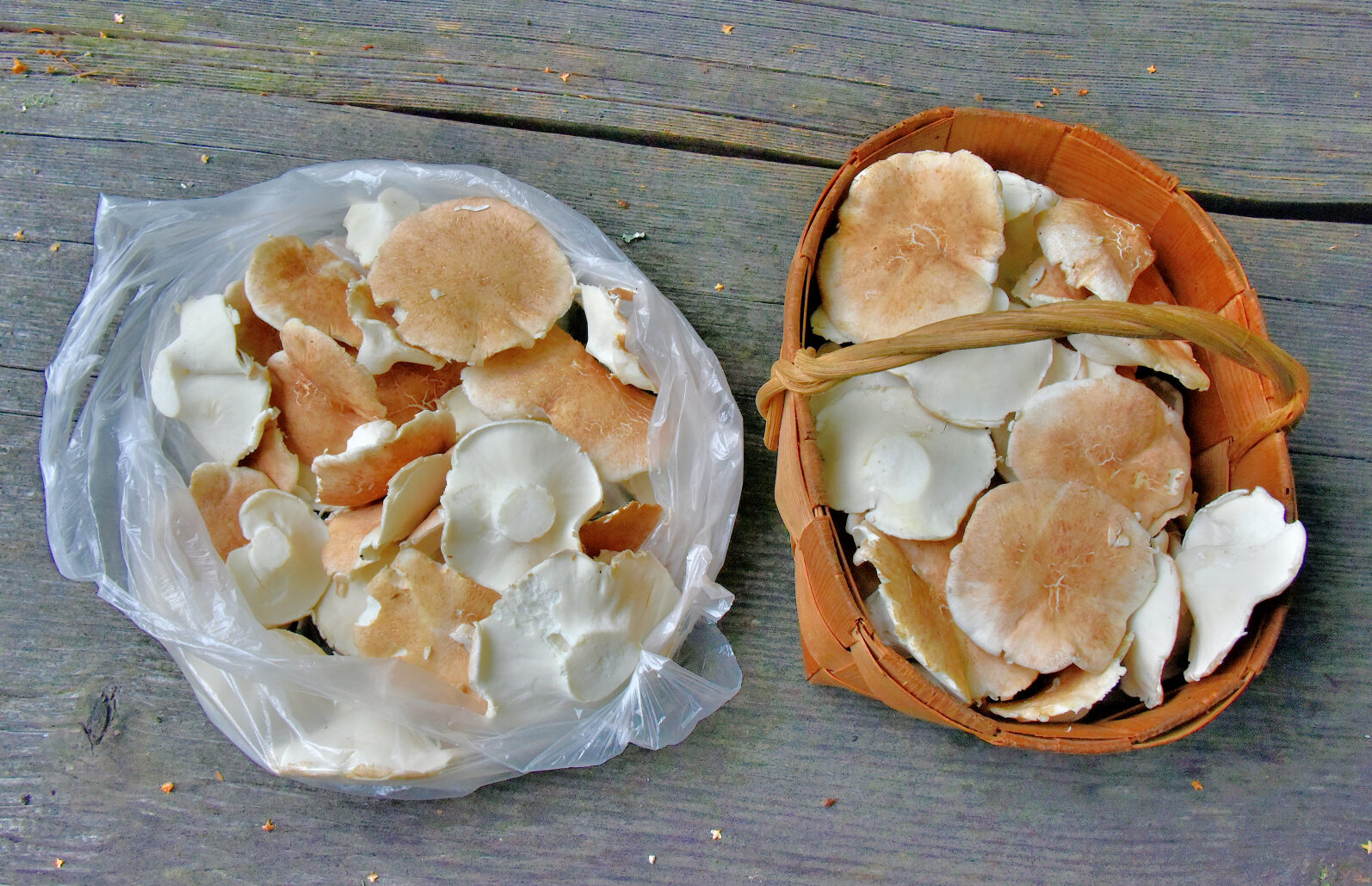 Valokuvaaja: Reijo Juurinen