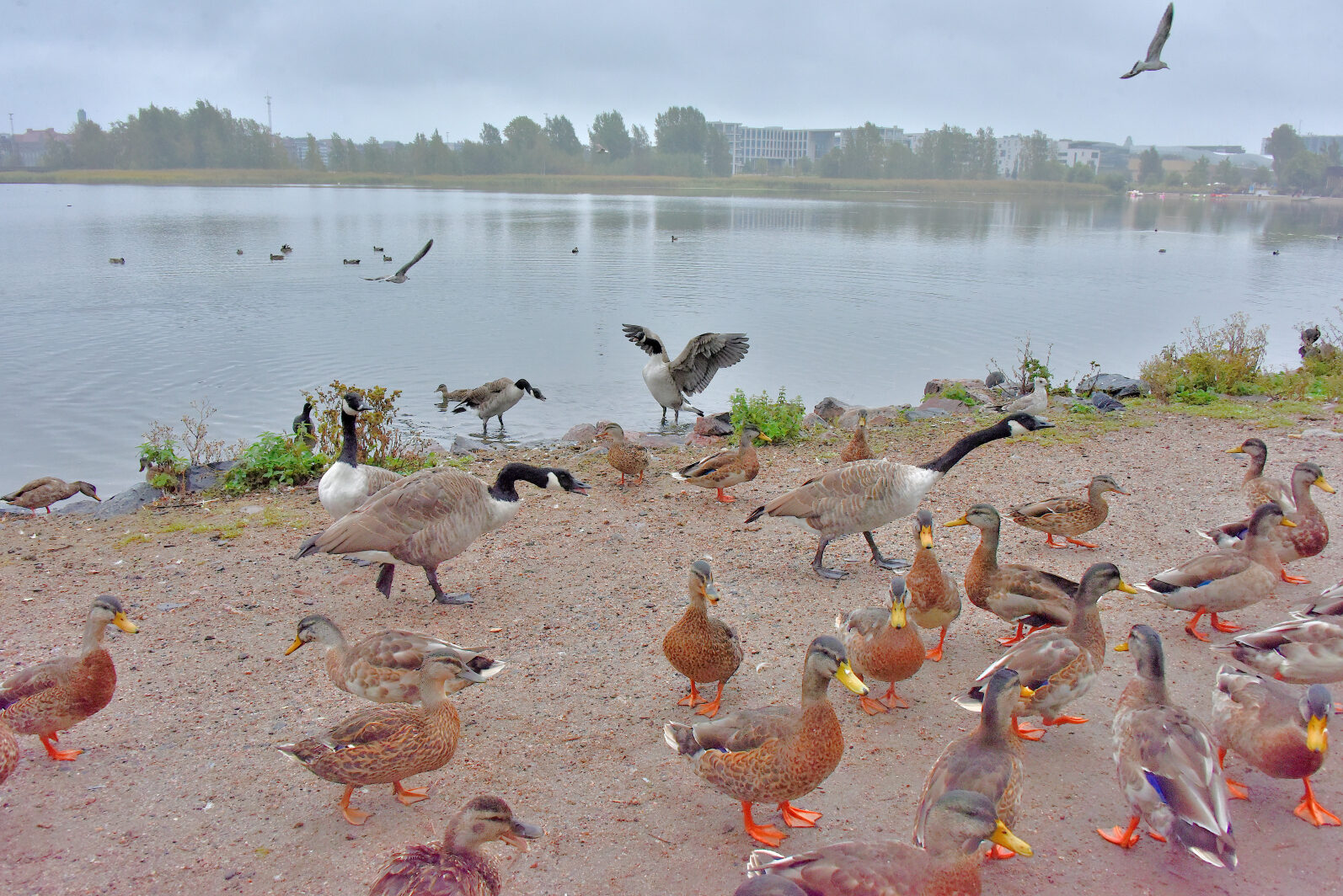 Valokuvaaja: Reijo Juurinen