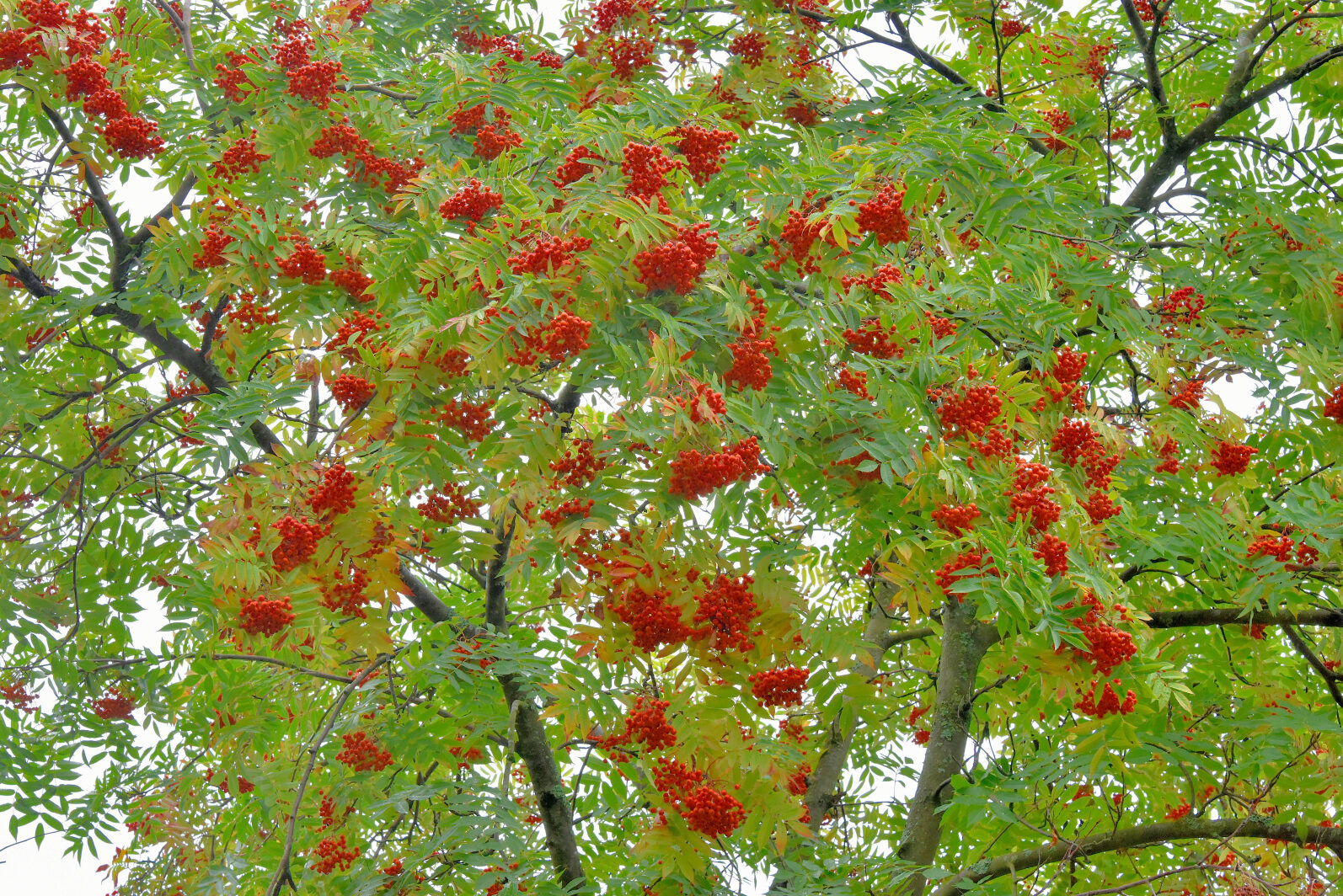 Valokuvaaja: Reijo Juurinen