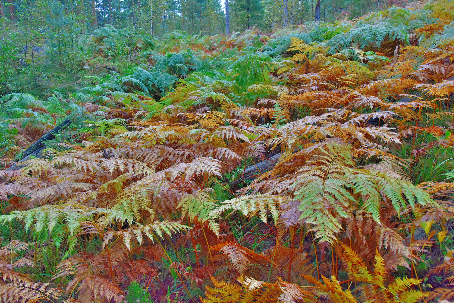 Valokuvaaja: Reijo Juurinen