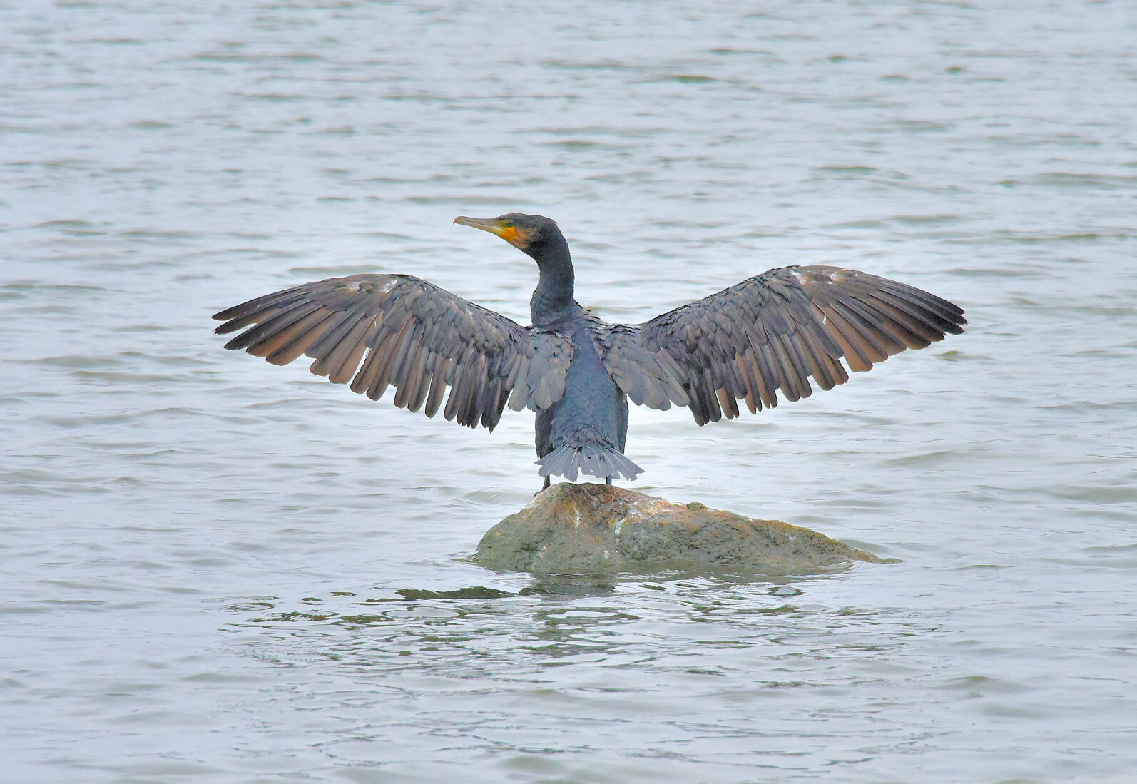 Valokuvaaja: Reijo Juurinen Valokuvaaja: Reijo Juurinen