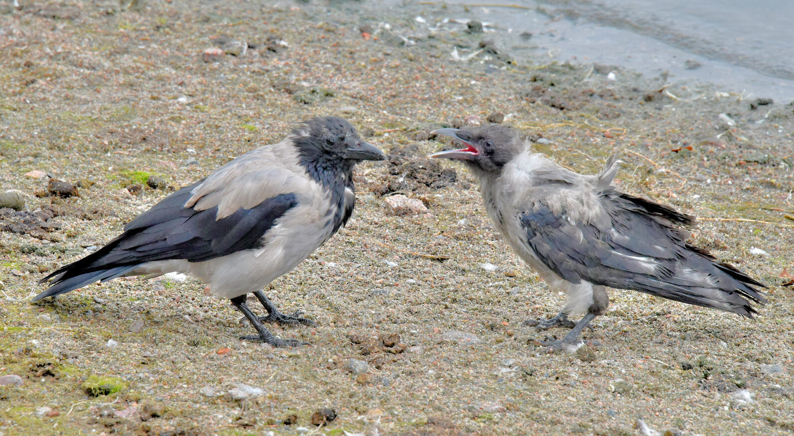 Valokuvaaja: Reijo Juurinen