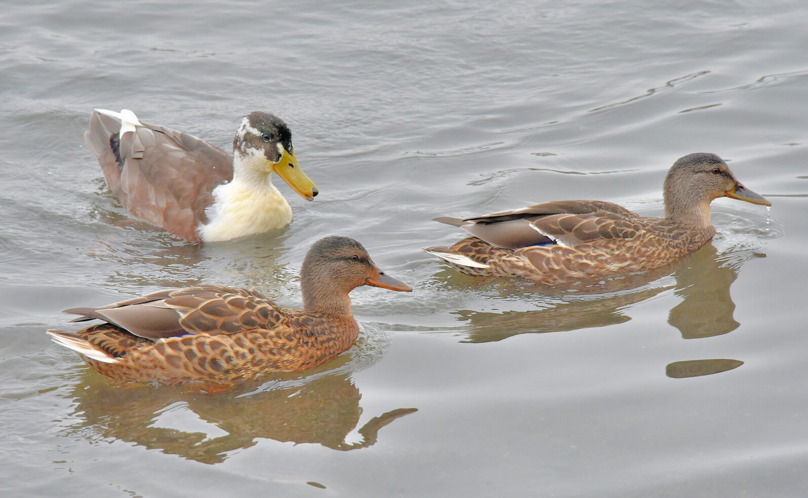 Valokuvaaja: Reijo Juurinen