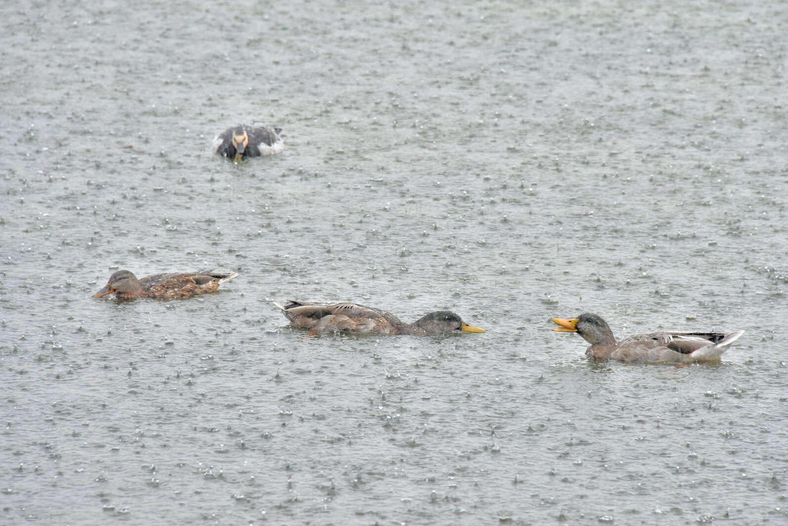 Valokuvaaja: Reijo Juurinen