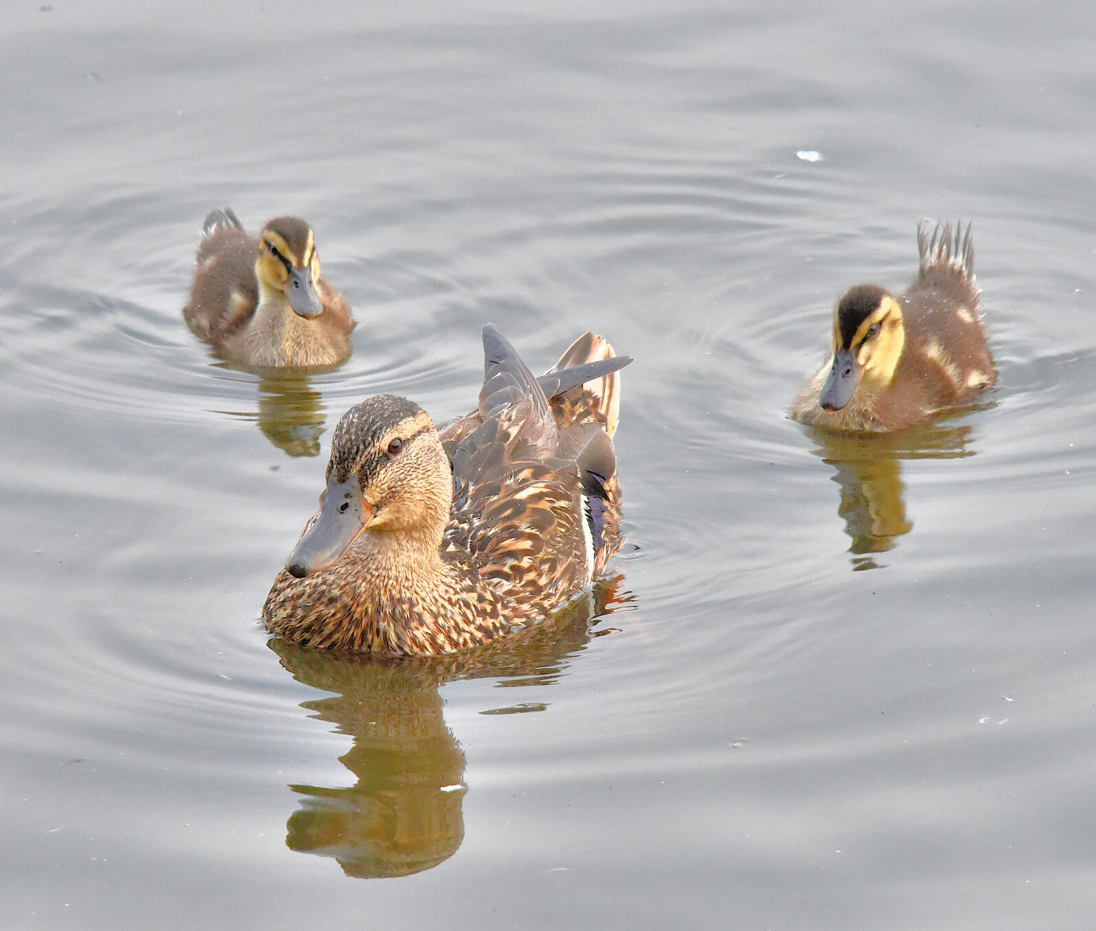 Valokuvaaja: Reijo Juurinen Valokuvaaja: Reijo Juurinen