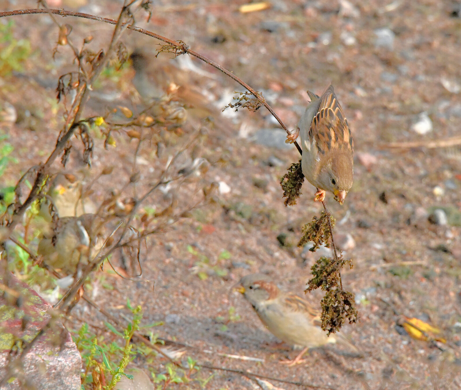 Valokuvaaja: Reijo Juurinen Valokuvaaja: Reijo Juurinen