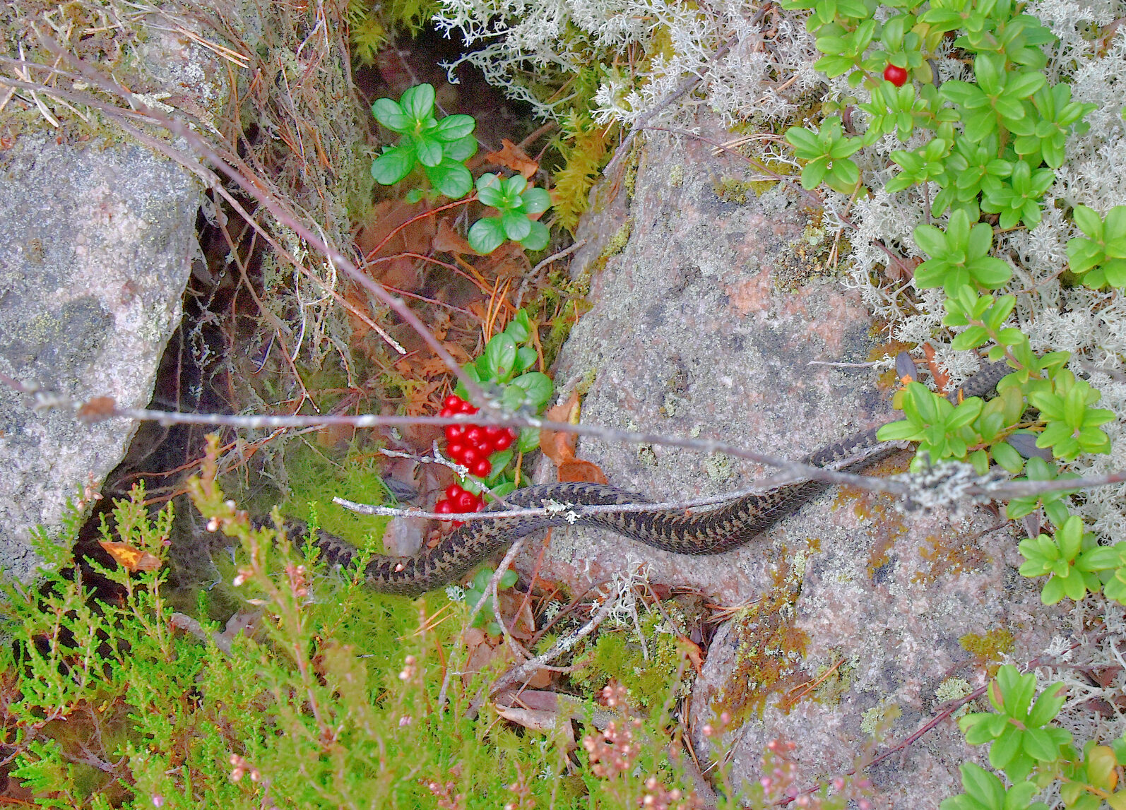 Valokuvaaja: Reijo Juurinen