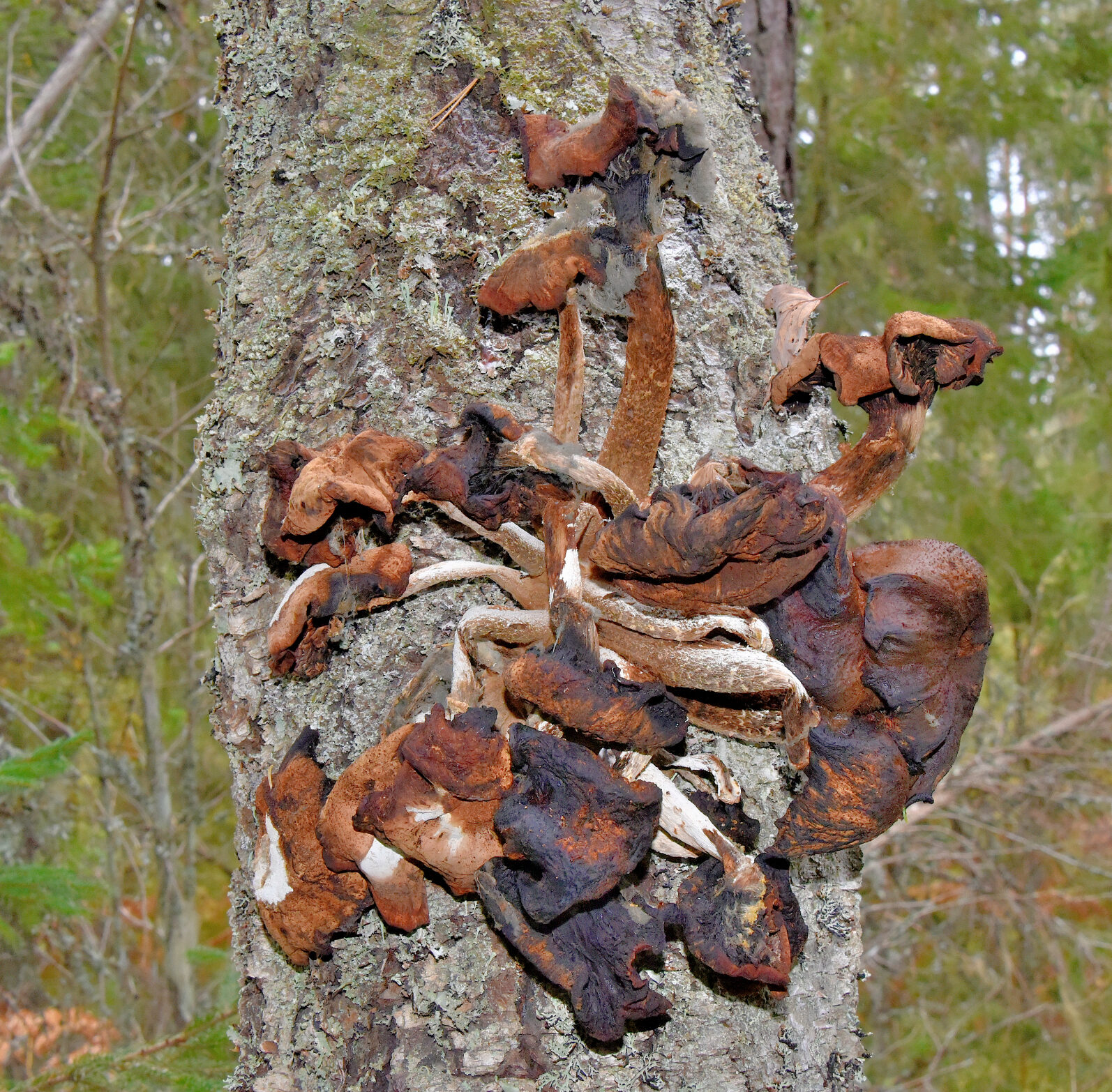 Valokuvaaja: Reijo Juurinen
