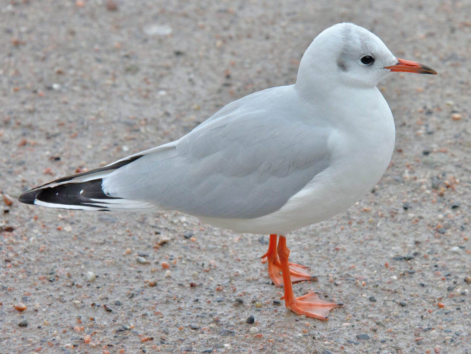 Valokuvaaja: Reijo Juurinen