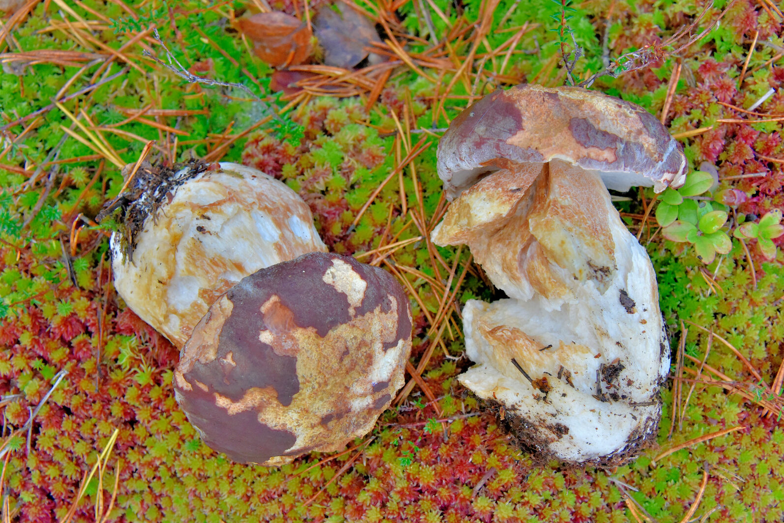 Valokuvaaja: Reijo Juurinen