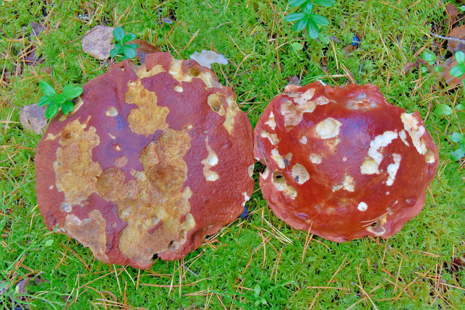 Valokuvaaja: Reijo Juurinen