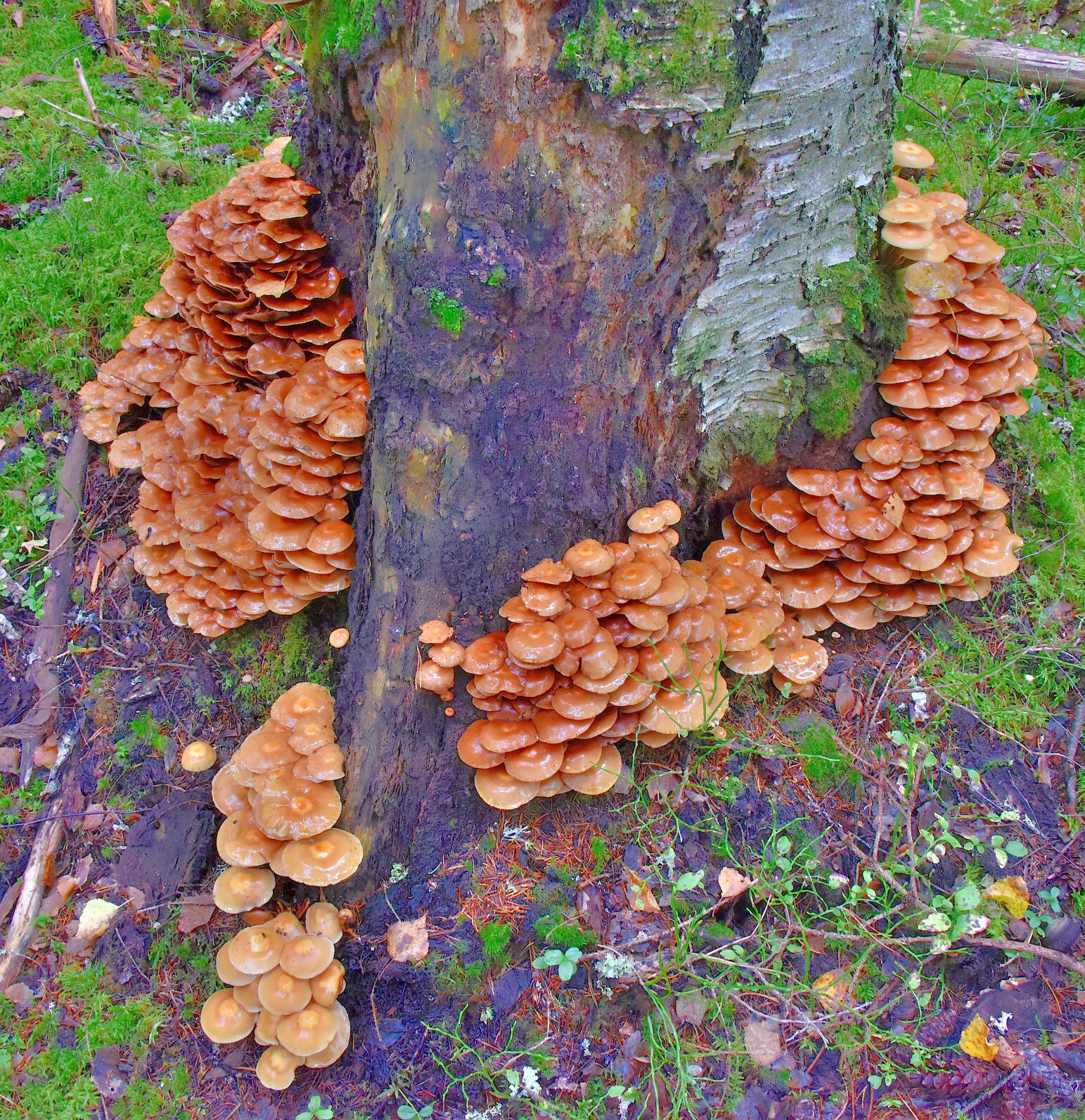 Valokuvaaja: Reijo Juurinen