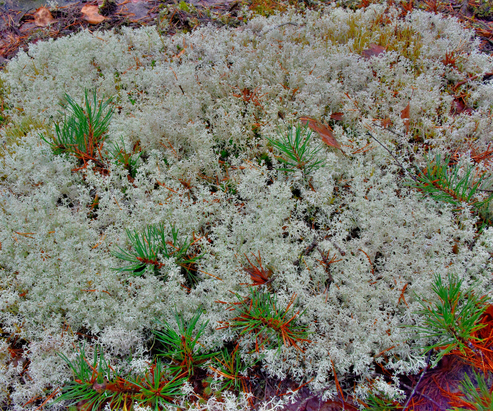 Valokuvaaja: Reijo Juurinen