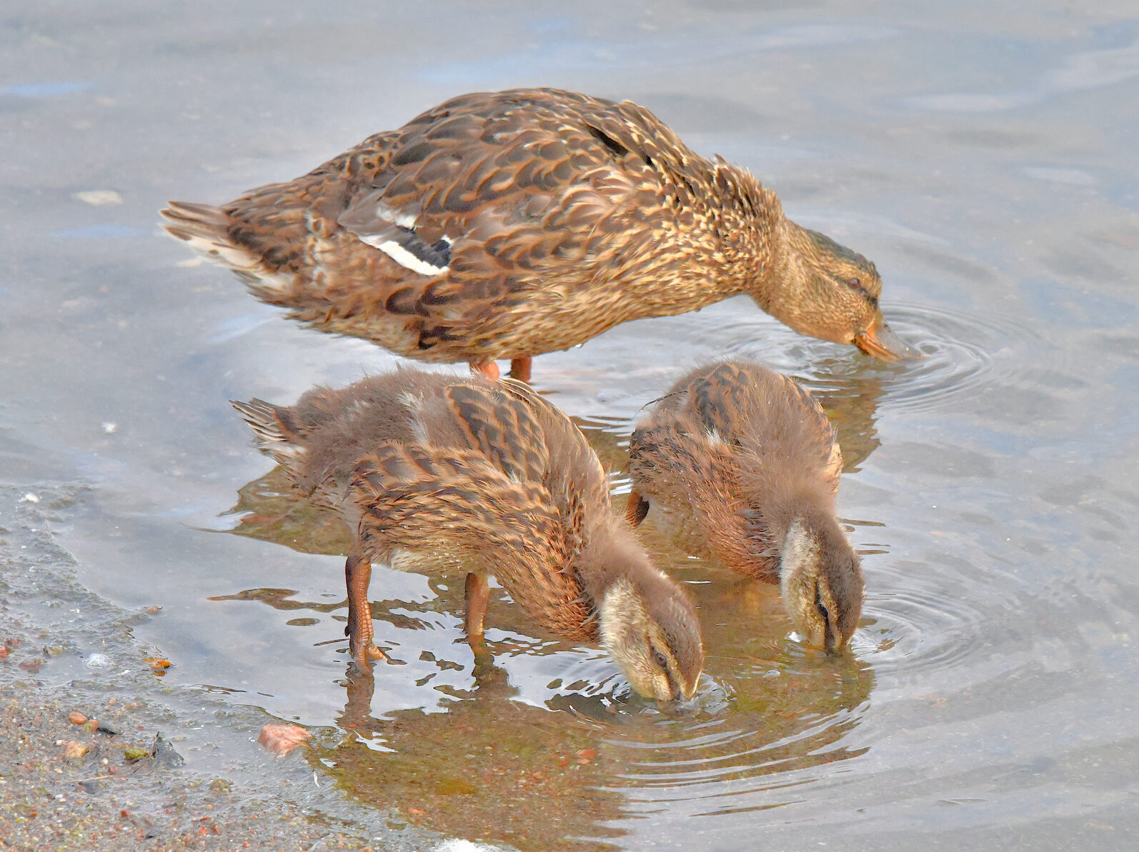 Valokuvaaja: Reijo Juurinen