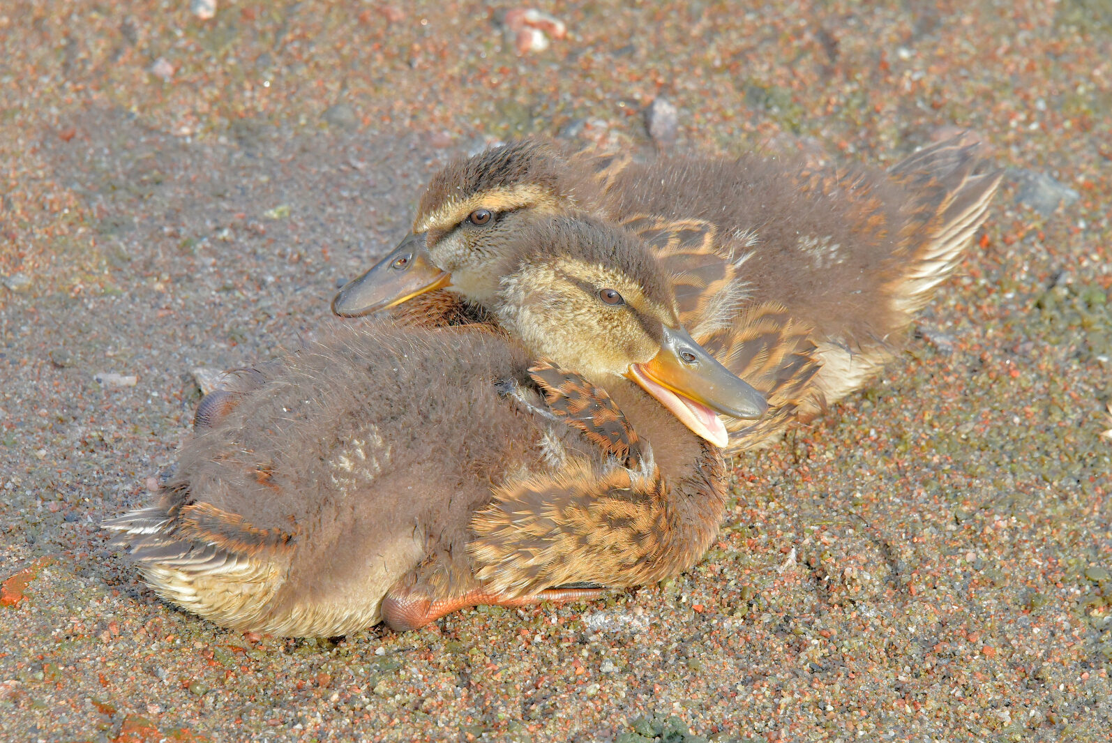 Valokuvaaja: Reijo Juurinen